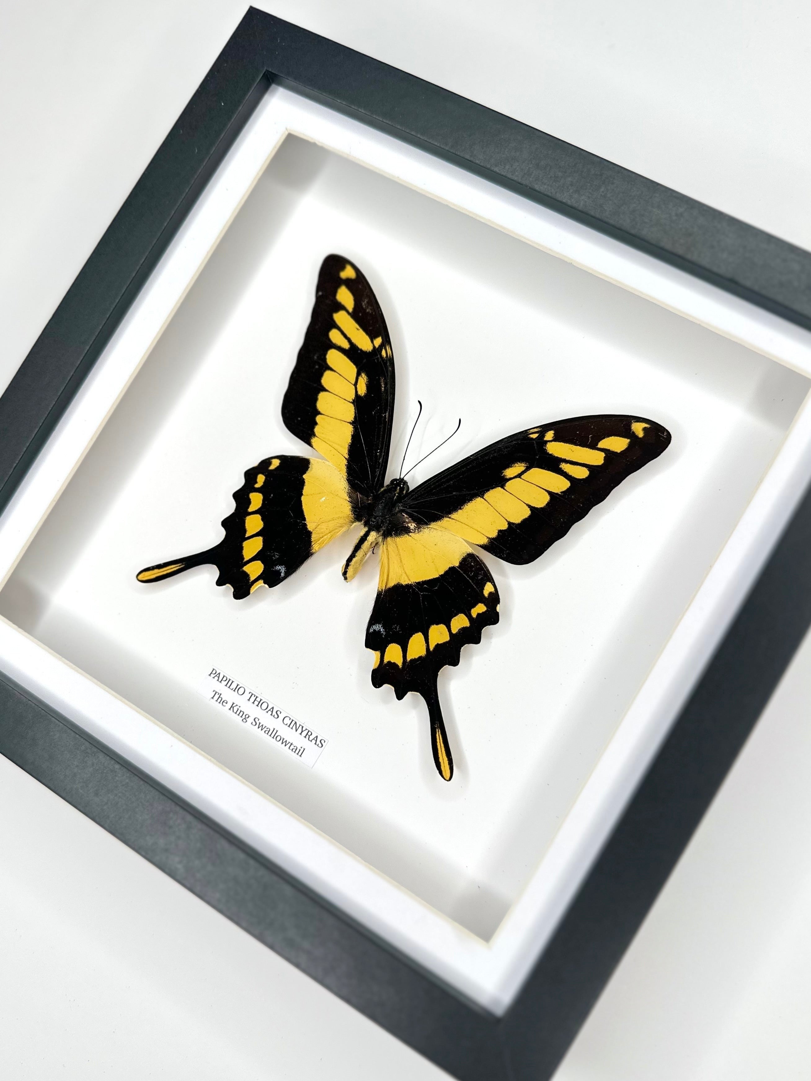 The King Swallowtail | Front Papilio Thoas | Medium deep black shadow Frame - Taxidermy Entomology Home Decor Framed Natural Art handmade by cuteaholic gifts