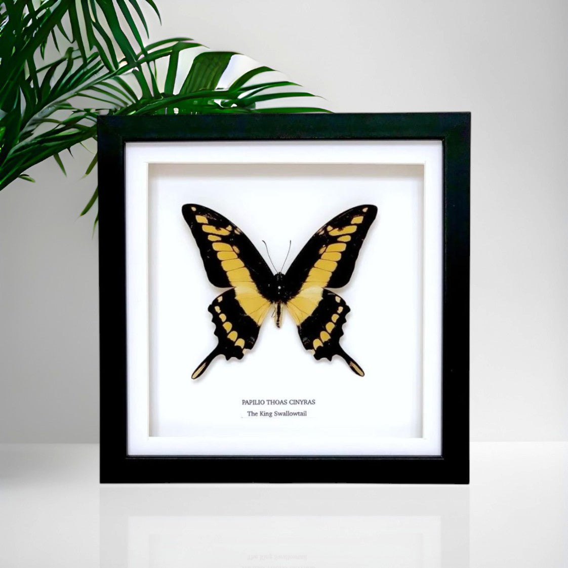 The King Swallowtail | Papilio Thoas | Medium Frame • Taxidermy Entomology Home Decor Framed Art