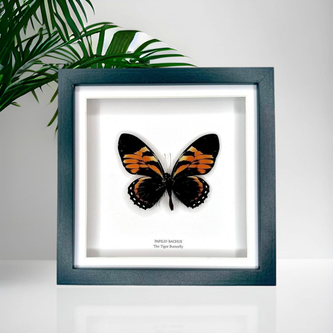 The Tiger Butterfly | Papilio Bachus | Medium Frame • Taxidermy Entomology Home Decor Framed Art