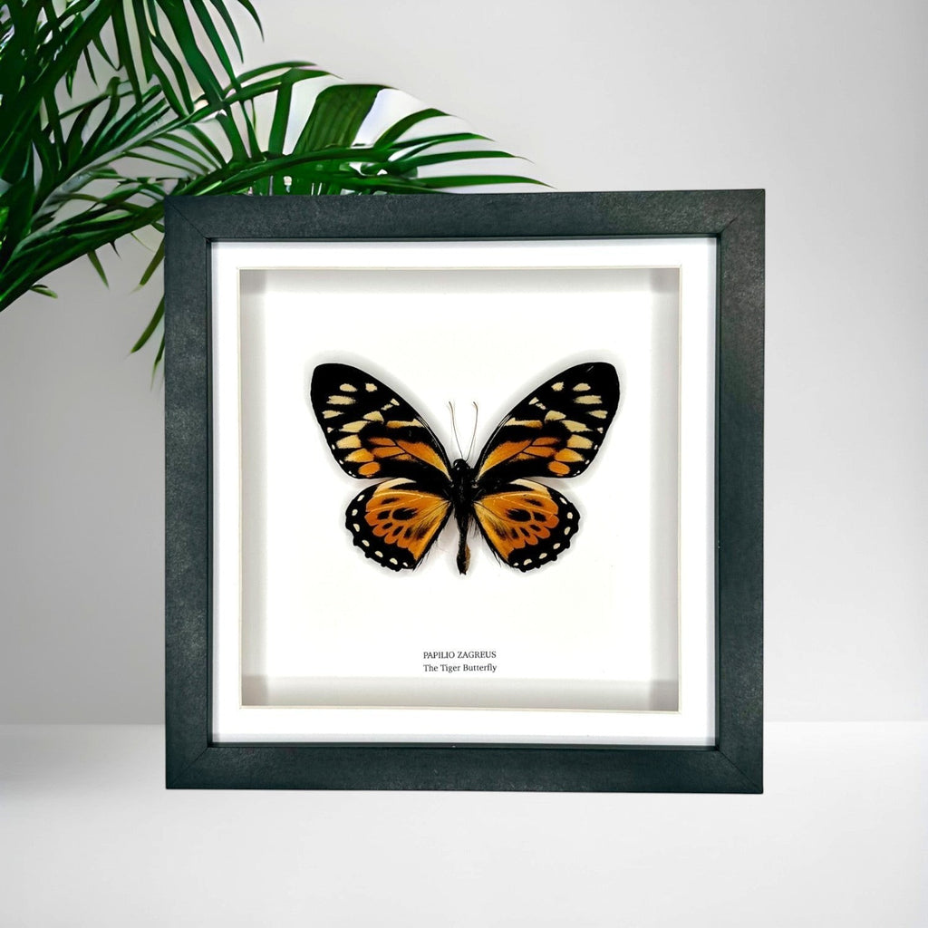 The Tiger Butterfly | Papilio Zagreus | Medium deep black Frame - Taxidermy Entomology Home Decor Framed Natural Art handmade by cuteaholic gifts