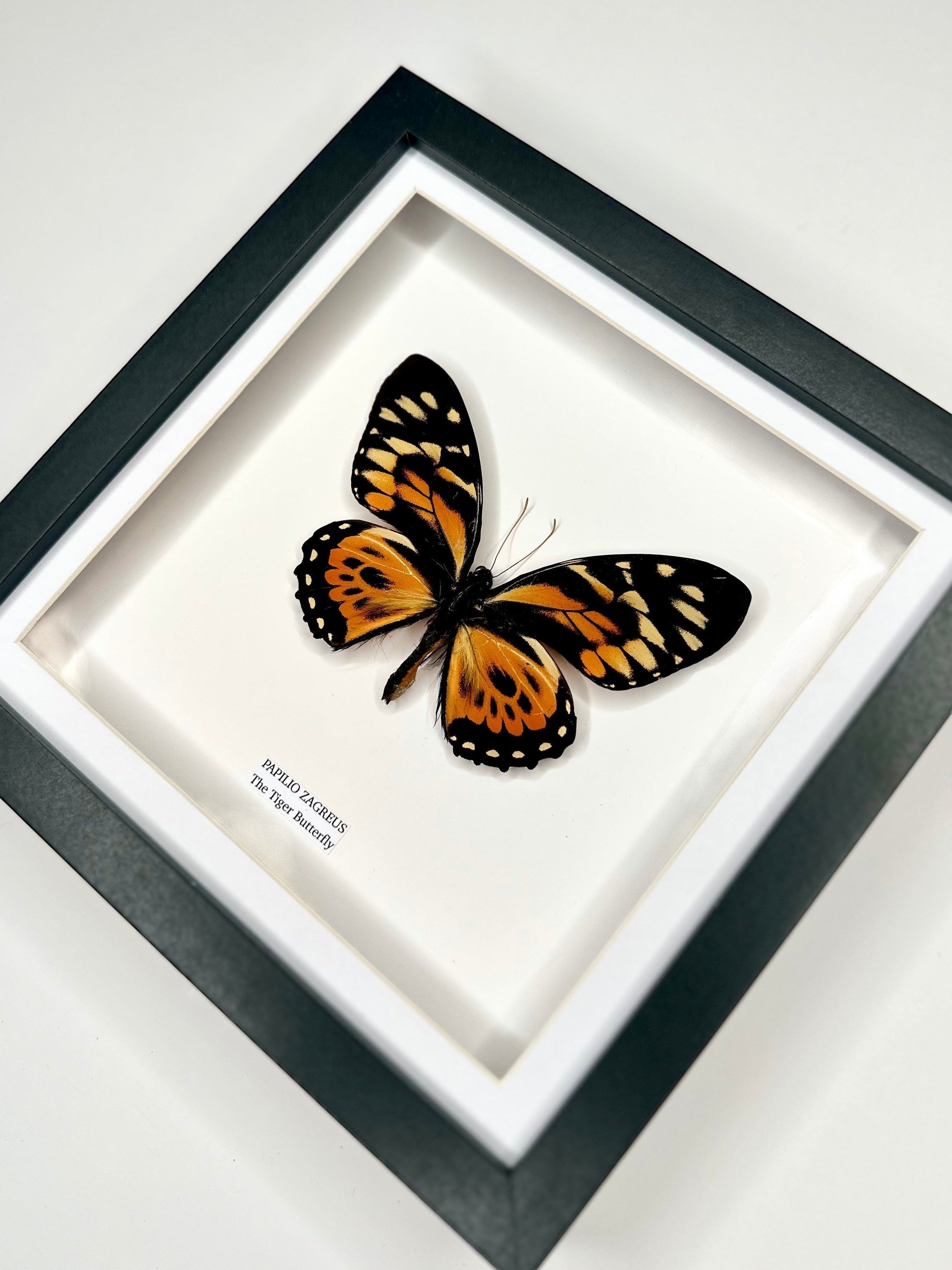 The Tiger Butterfly | Papilio Zagreus | Medium deep black Frame - Taxidermy Entomology Home Decor Framed Natural Art handmade by cuteaholic gifts