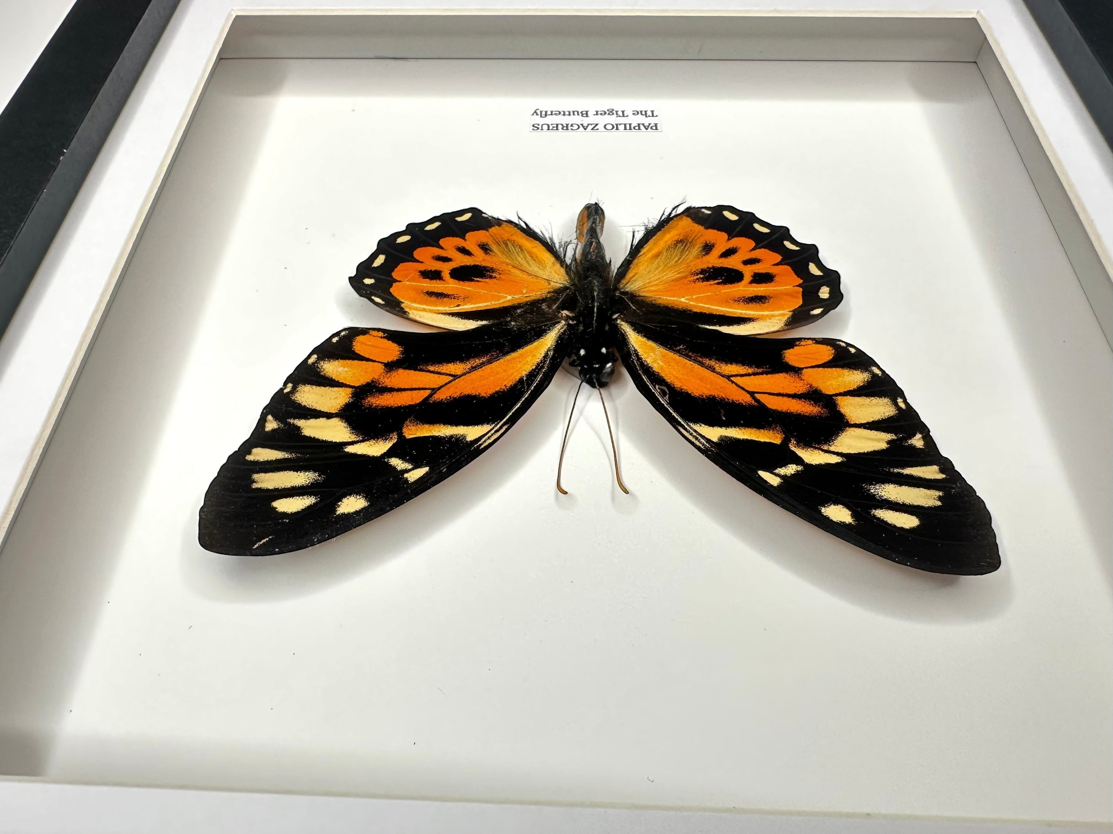 The Tiger Butterfly | Papilio Zagreus | Medium deep black Frame - Taxidermy Entomology Home Decor Framed Natural Art handmade by cuteaholic gifts
