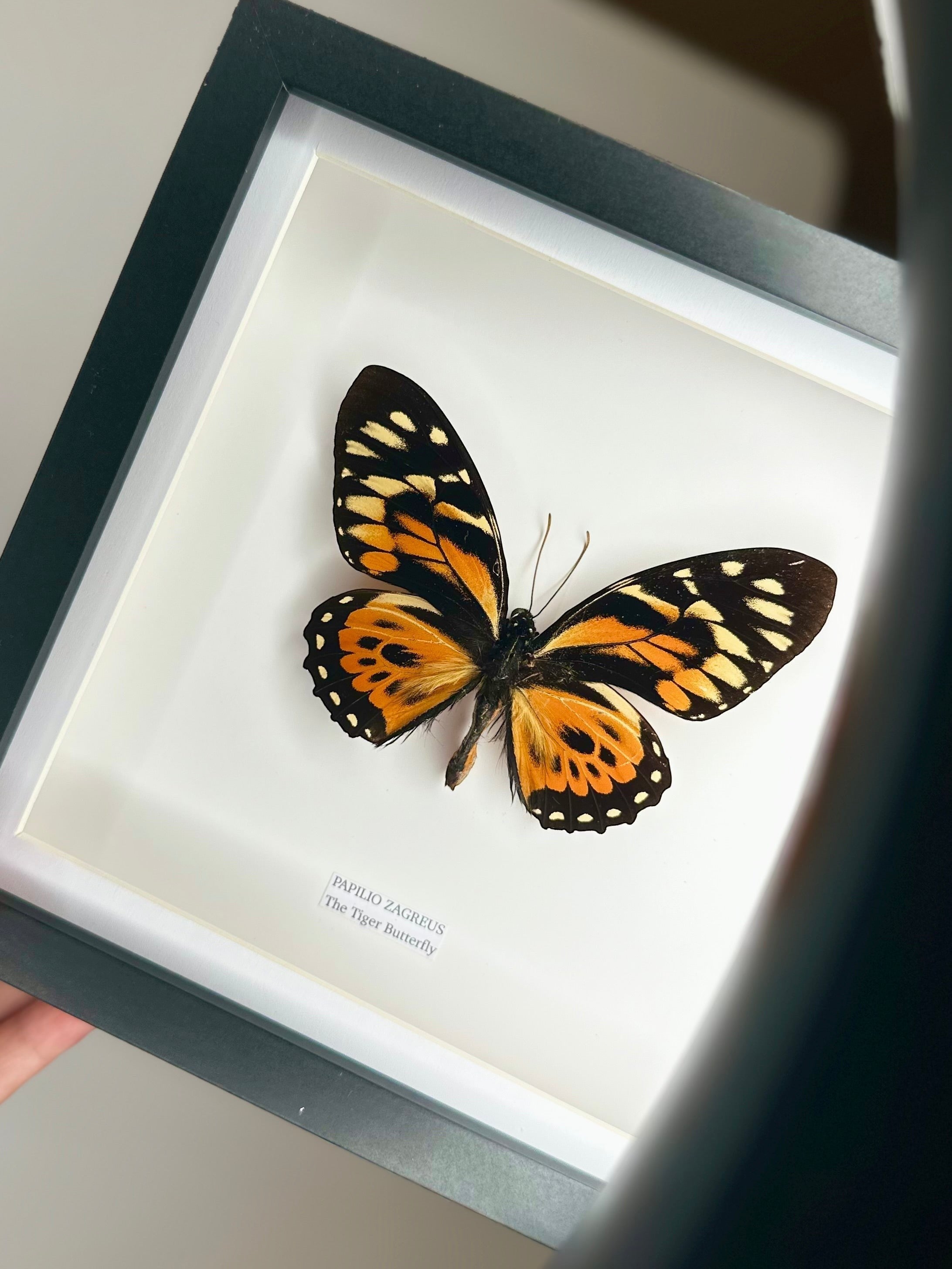 The Tiger Butterfly | Papilio Zagreus | Medium deep black Frame - Taxidermy Entomology Home Decor Framed Natural Art handmade by cuteaholic gifts