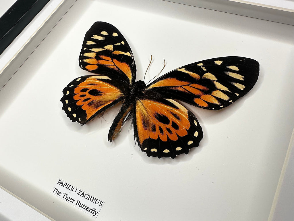 The Tiger Butterfly | Papilio Zagreus | Medium deep black Frame - Taxidermy Entomology Home Decor Framed Natural Art handmade by cuteaholic gifts