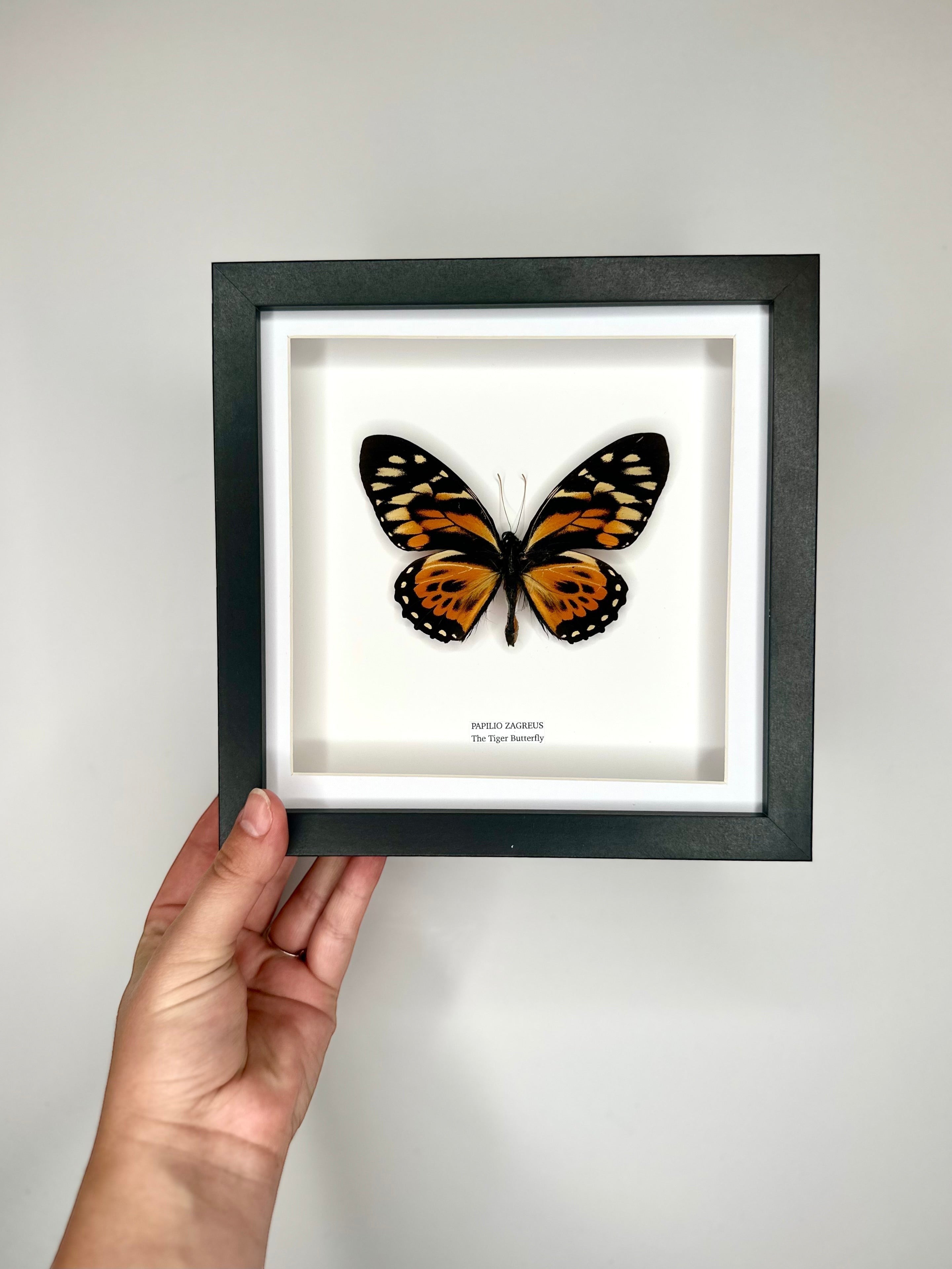 The Tiger Butterfly | Papilio Zagreus | Medium deep black Frame - Taxidermy Entomology Home Decor Framed Natural Art handmade by cuteaholic gifts