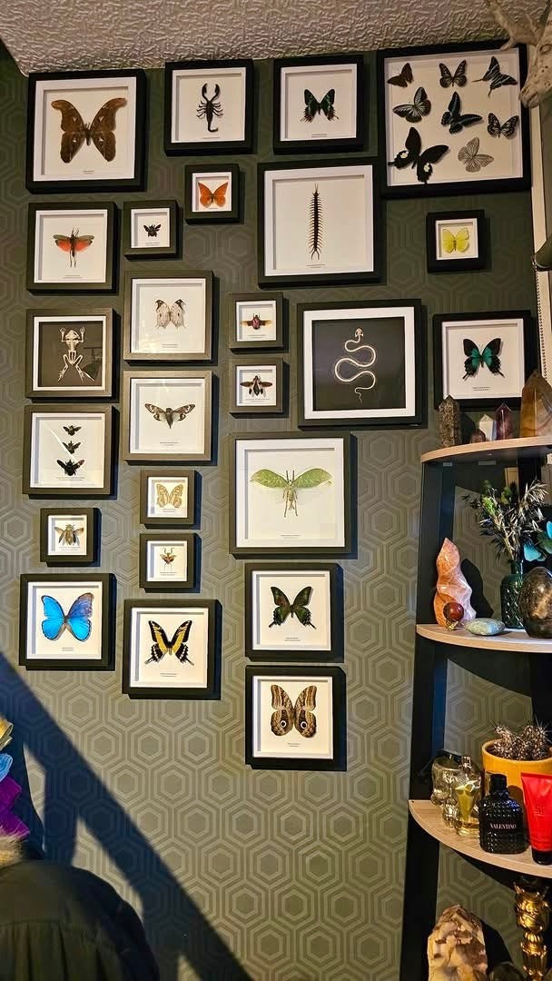 Triple Carpenter Bees | Xylocopa Caerulea, Latipes, Confusa | Medium black deep Frame - Taxidermy Entomology Home Decor Natural Framed Art handmade by cuteaholic gifts