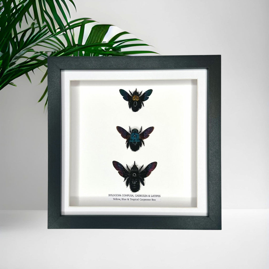 Triple Carpenter Bees | Xylocopa Caerulea, Latipes, Confusa | Medium black deep Frame - Taxidermy Entomology Home Decor Natural Framed Art handmade by cuteaholic gifts