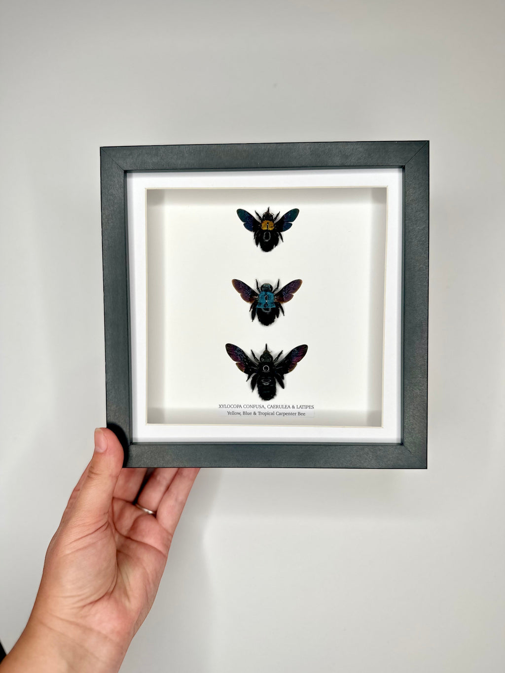 Triple Carpenter Bees | Xylocopa Caerulea, Latipes, Confusa | Medium black deep Frame - Taxidermy Entomology Home Decor Natural Framed Art handmade by cuteaholic gifts