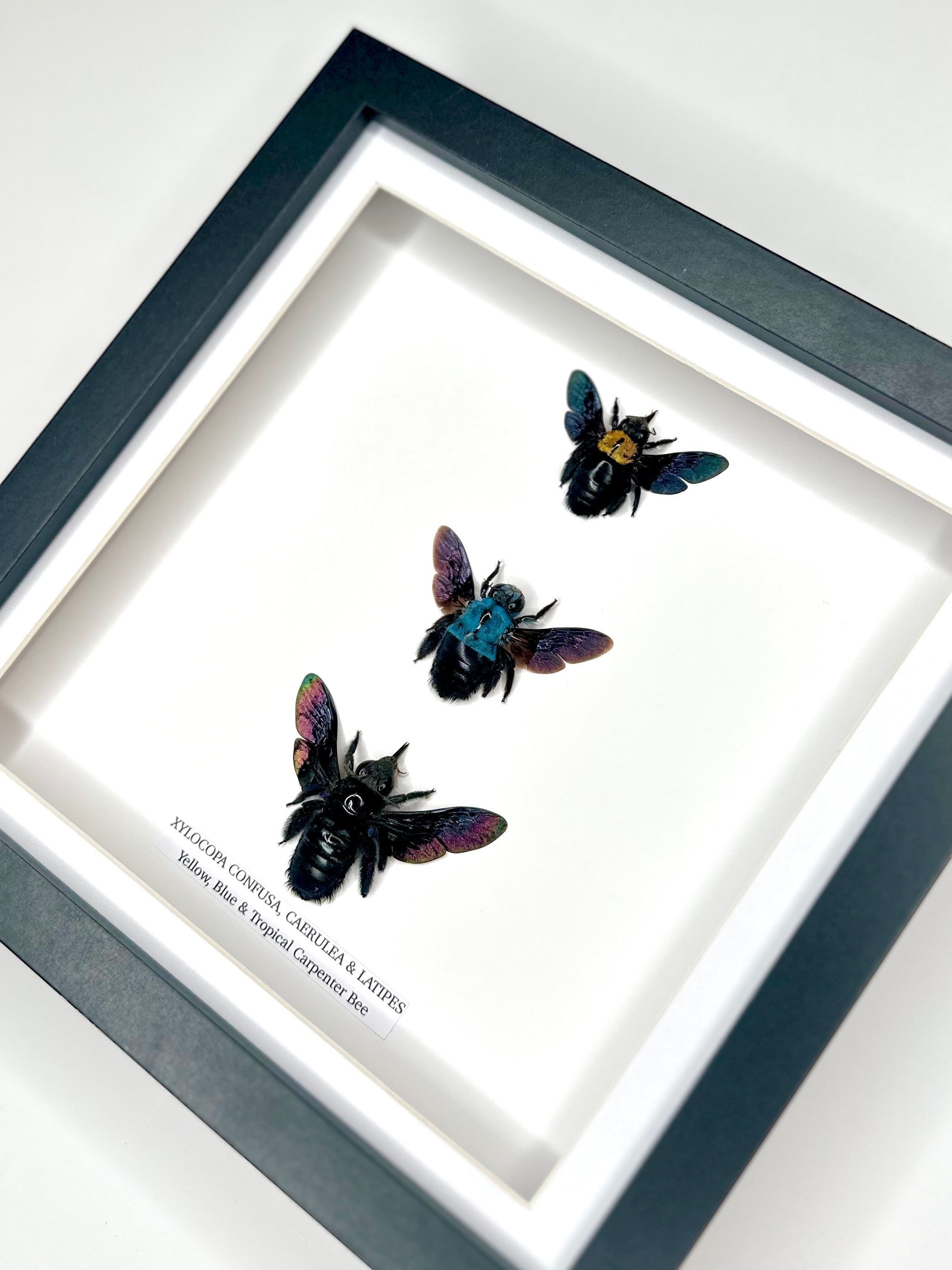 Triple Carpenter Bees | Xylocopa Caerulea, Latipes, Confusa | Medium black deep Frame - Taxidermy Entomology Home Decor Natural Framed Art handmade by cuteaholic gifts