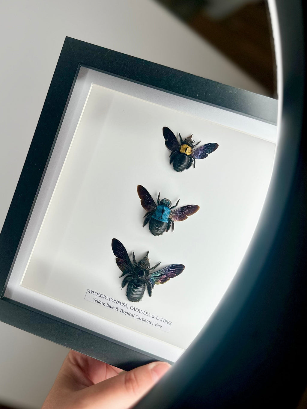 Triple Carpenter Bees | Xylocopa Caerulea, Latipes, Confusa | Medium black deep Frame - Taxidermy Entomology Home Decor Natural Framed Art handmade by cuteaholic gifts