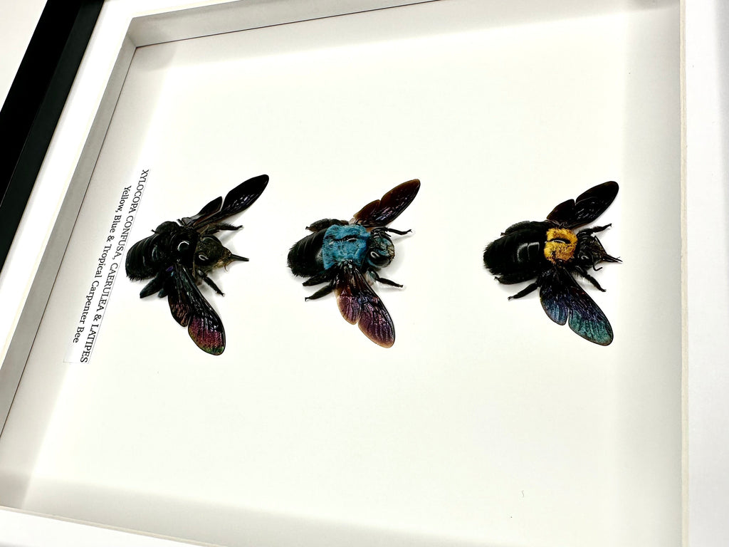 Triple Carpenter Bees | Xylocopa Caerulea, Latipes, Confusa | Medium black deep Frame - Taxidermy Entomology Home Decor Natural Framed Art handmade by cuteaholic gifts