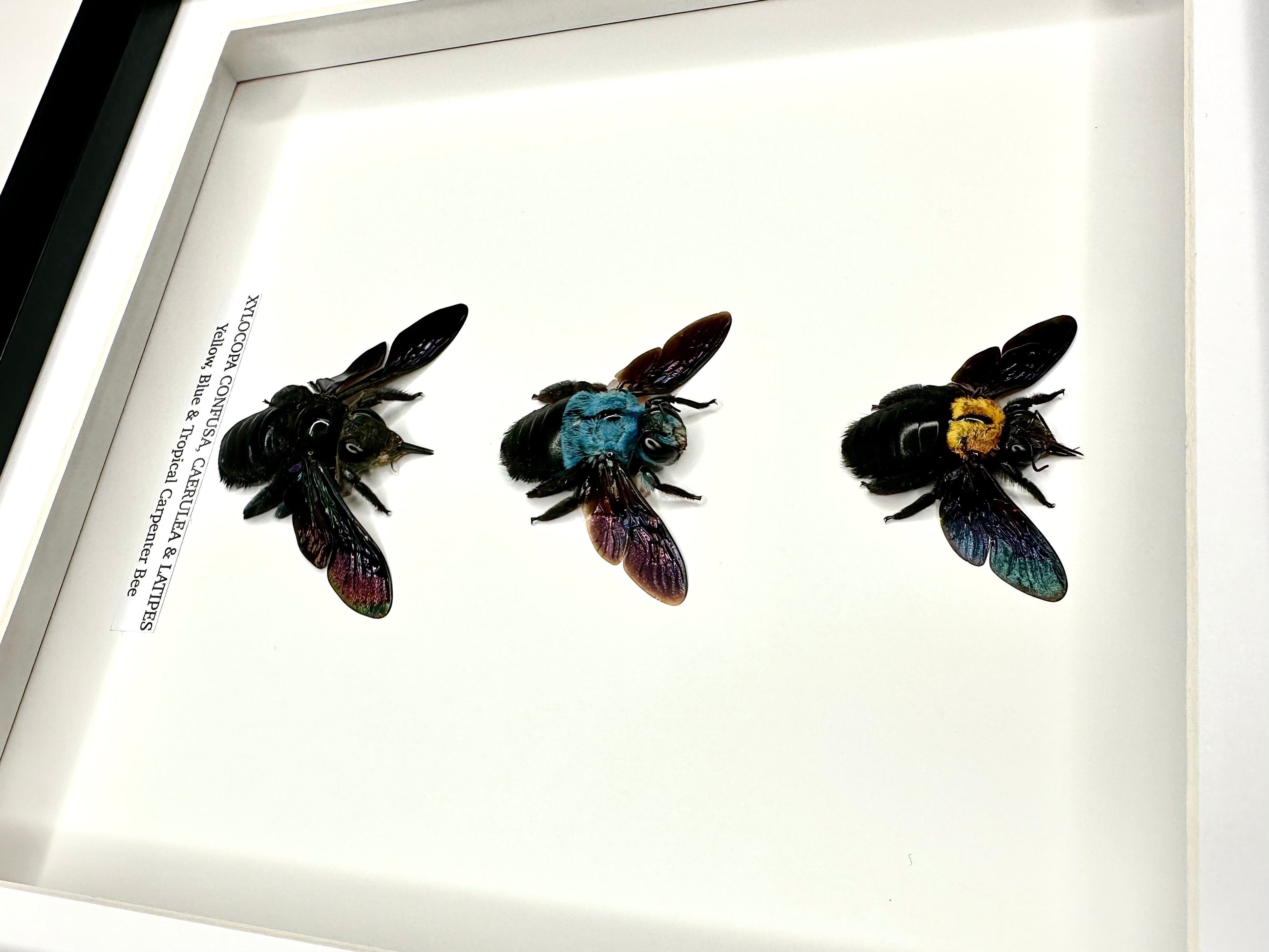 Triple Carpenter Bees | Xylocopa Caerulea, Latipes, Confusa | Medium black deep Frame - Taxidermy Entomology Home Decor Natural Framed Art handmade by cuteaholic gifts