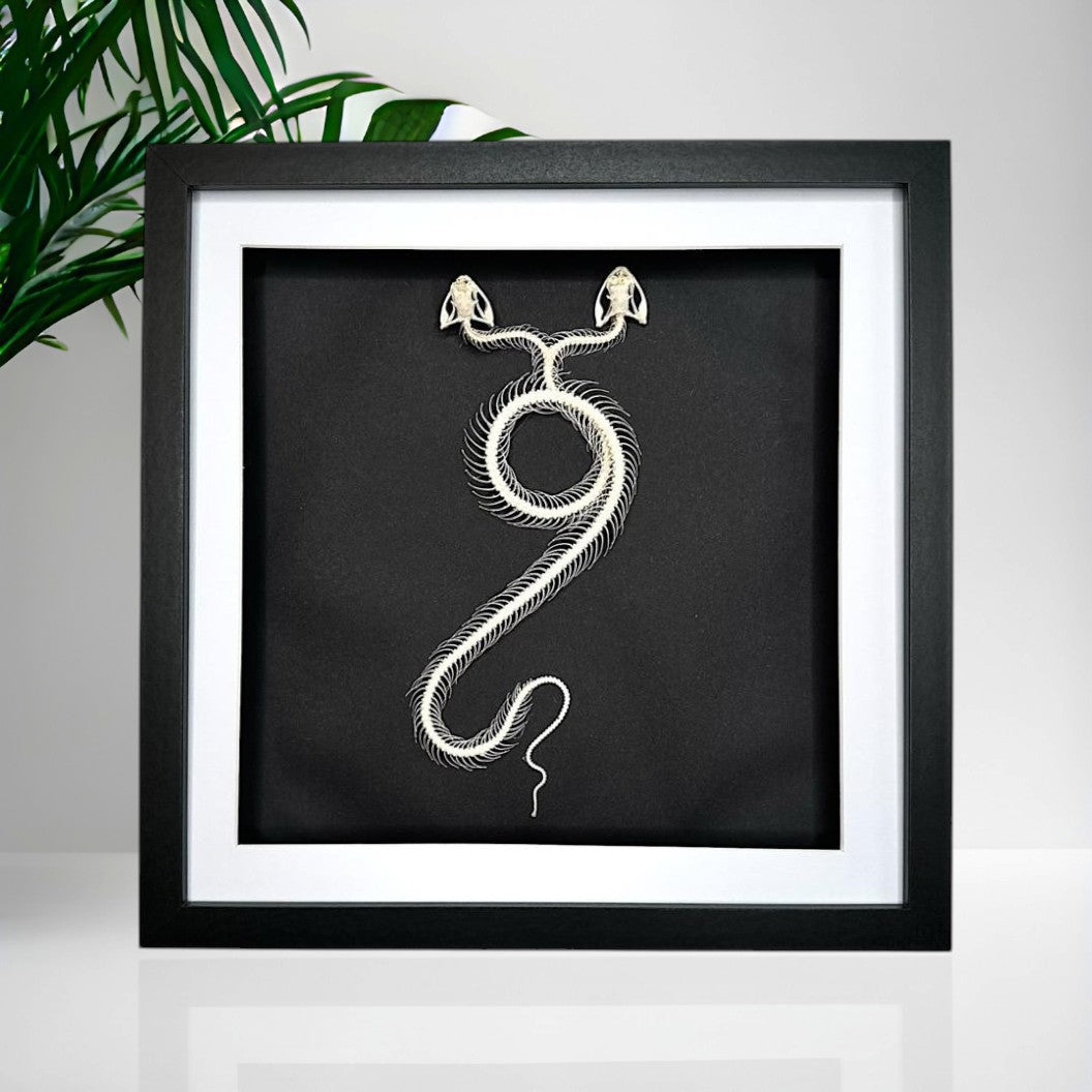 Two Headed White-lipped Pit Viper Snake | XLarge Frame • Taxidermy Entomology Home Decor Framed Art
