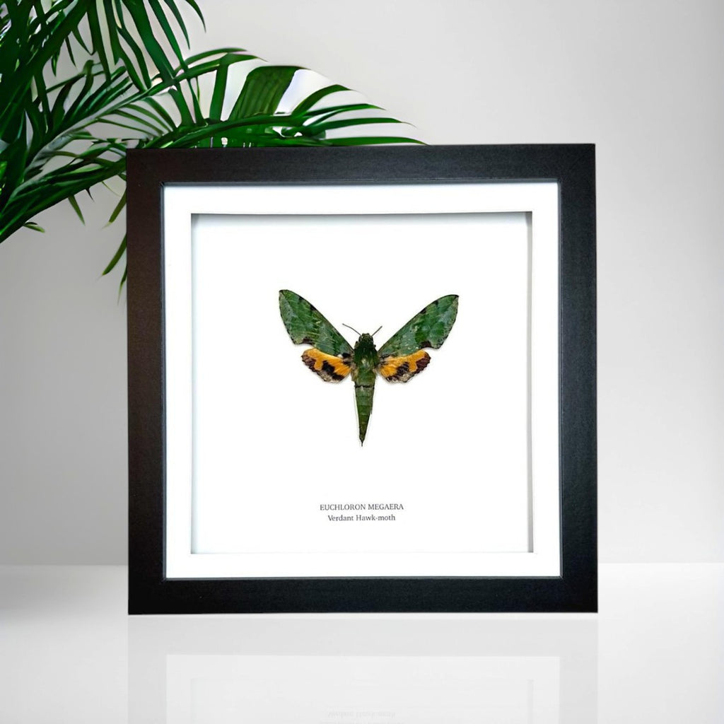Verdant Green Hawk-moth | Medium Frame • Taxidermy Entomology Home Decor Framed Art