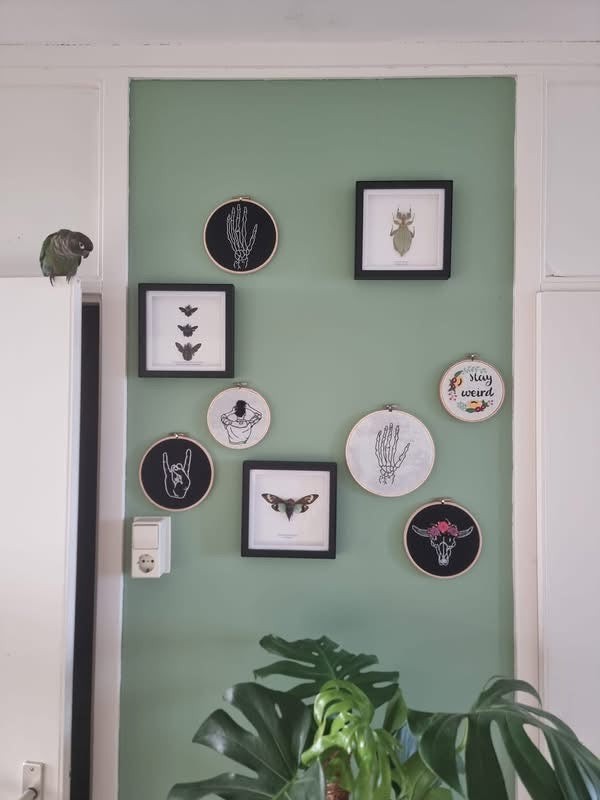 Walking Leaf Insect | Phyllium Letiranti | Medium deep black shadow Frame - Taxidermy Entomology Home Decor Framed Natural Art hand made by cuteaholic gifts
