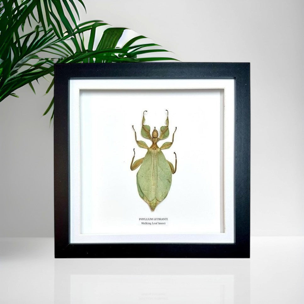 Walking Leaf Insect | Phyllium Letiranti | Medium deep black shadow Frame - Taxidermy Entomology Home Decor Framed Natural Art hand made by cuteaholic gifts