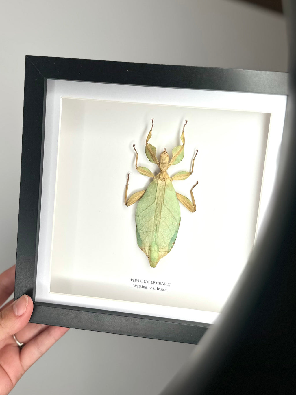 Walking Leaf Insect | Phyllium Letiranti | Medium deep black shadow Frame - Taxidermy Entomology Home Decor Framed Natural Art hand made by cuteaholic gifts