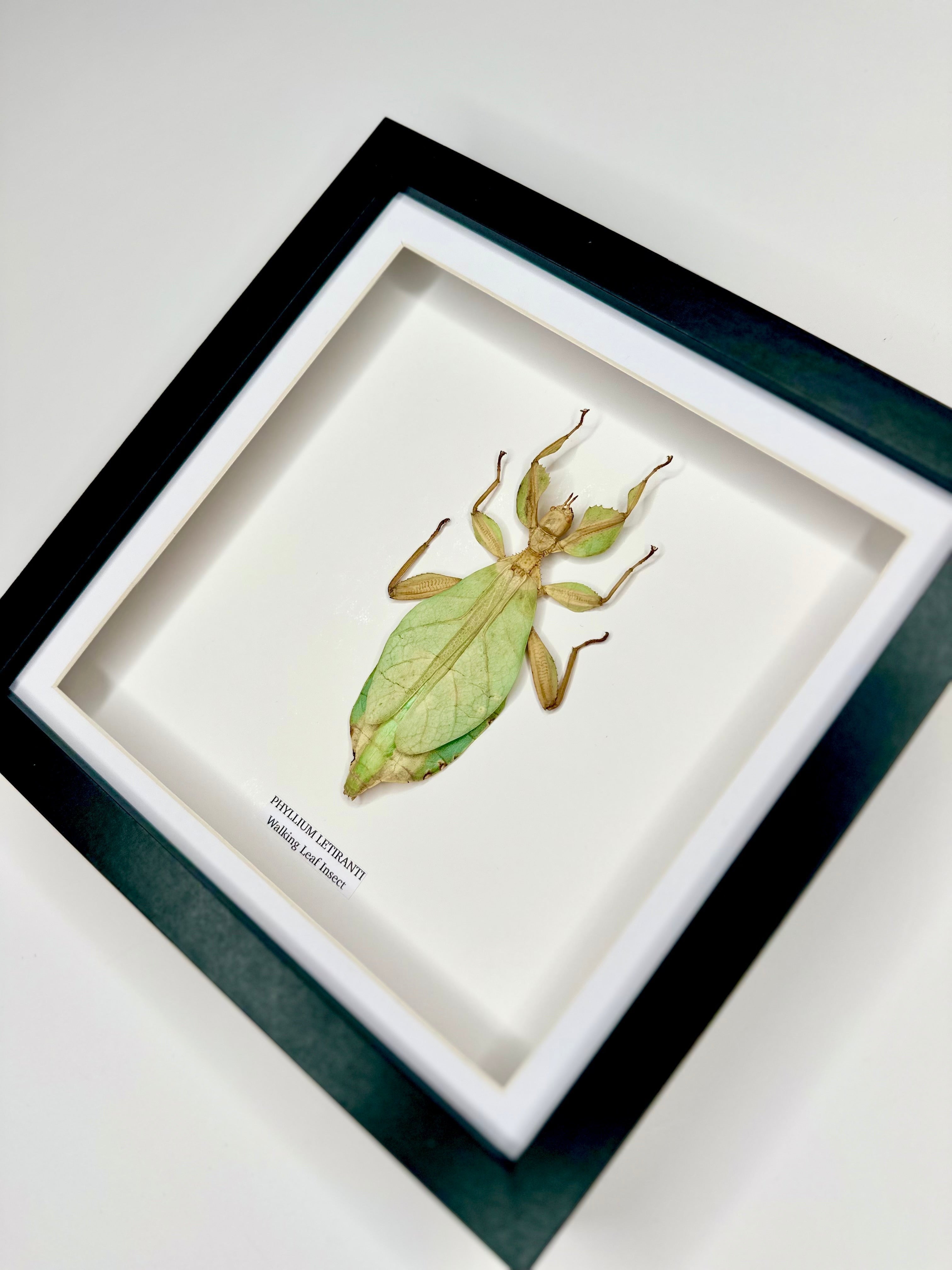 Walking Leaf Insect | Phyllium Letiranti | Medium deep black shadow Frame - Taxidermy Entomology Home Decor Framed Natural Art hand made by cuteaholic gifts