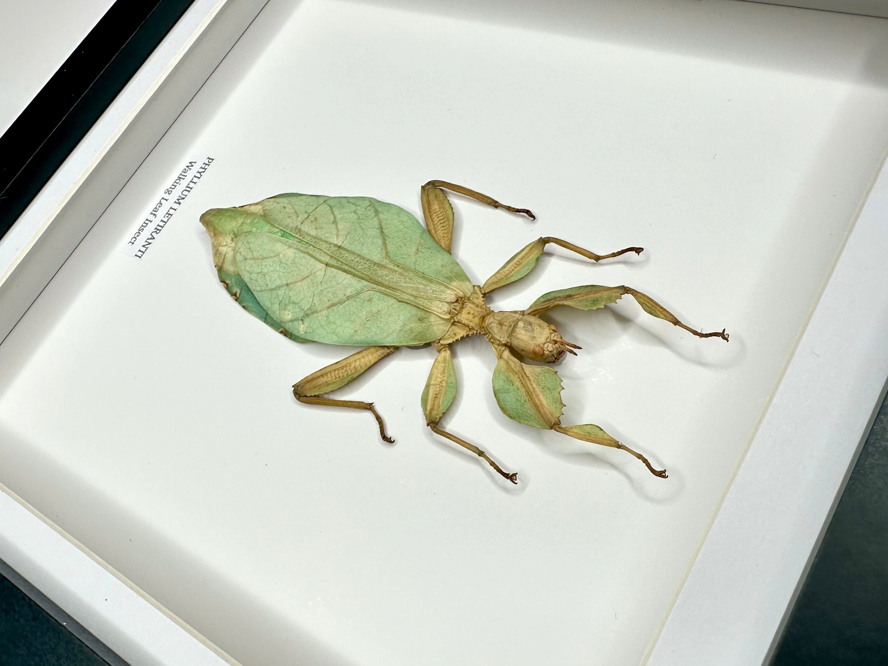 Walking Leaf Insect | Phyllium Letiranti | Medium deep black shadow Frame - Taxidermy Entomology Home Decor Framed Natural Art hand made by cuteaholic gifts
