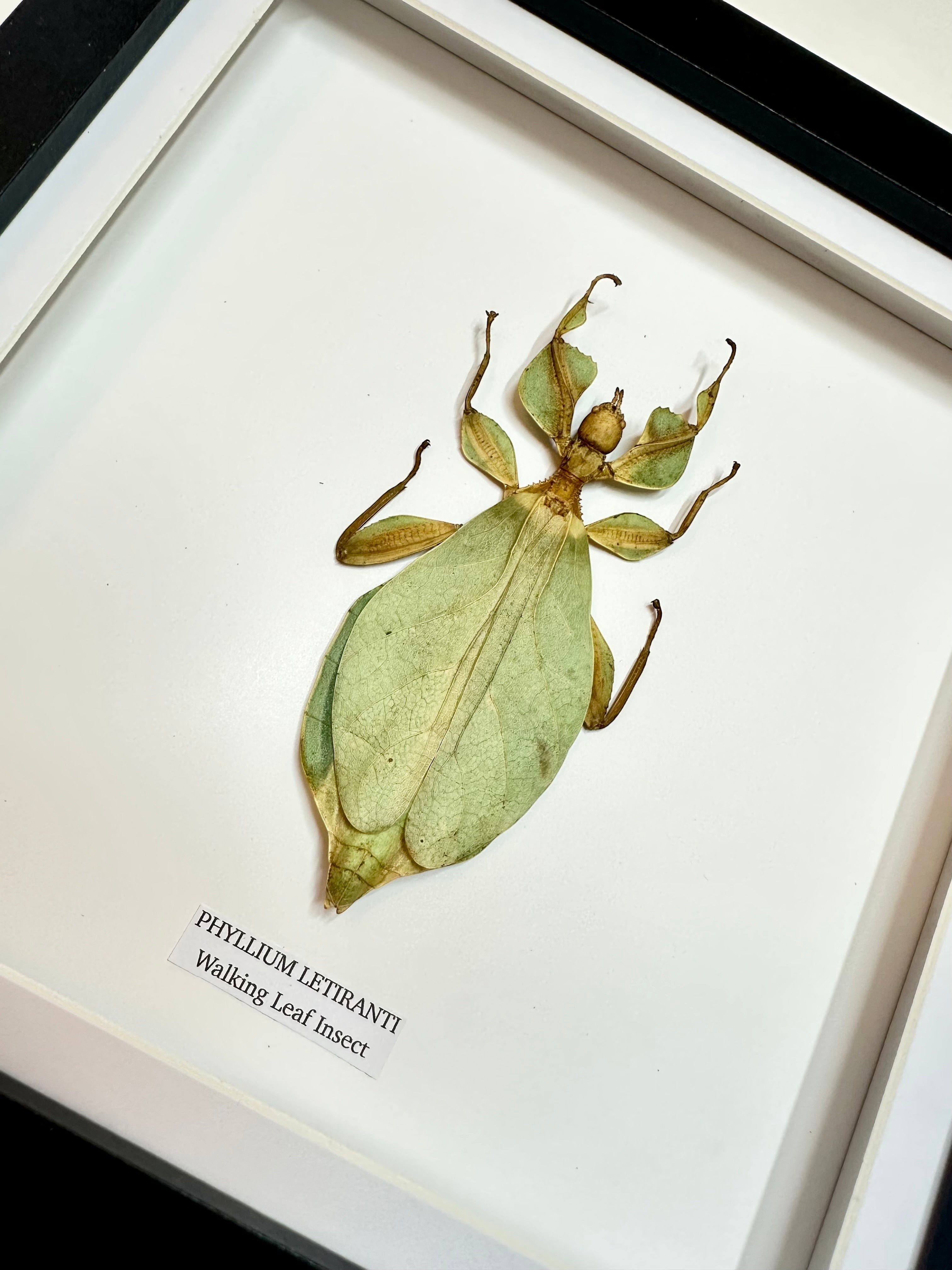 Walking Leaf Insect | Phyllium Letiranti | Medium deep black shadow Frame - Taxidermy Entomology Home Decor Framed Natural Art hand made by cuteaholic gifts