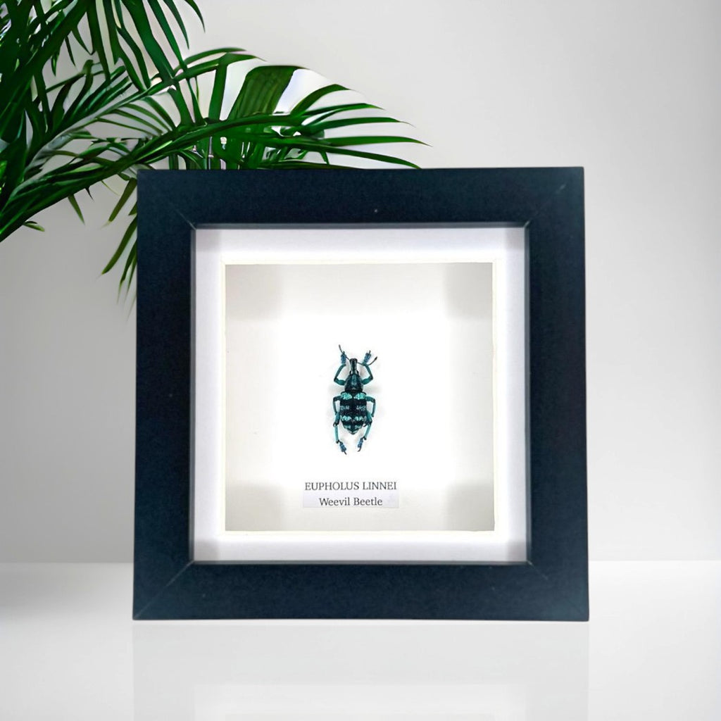 Weevil Beetle | Eupholus Linnei | Small Frame • Taxidermy Entomology Home Decor Framed Art