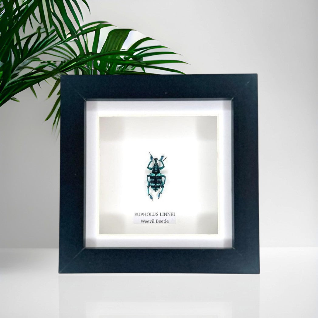 Weevil Beetle | Eupholus Linnei | Small Frame • Taxidermy Entomology Home Decor Framed Art