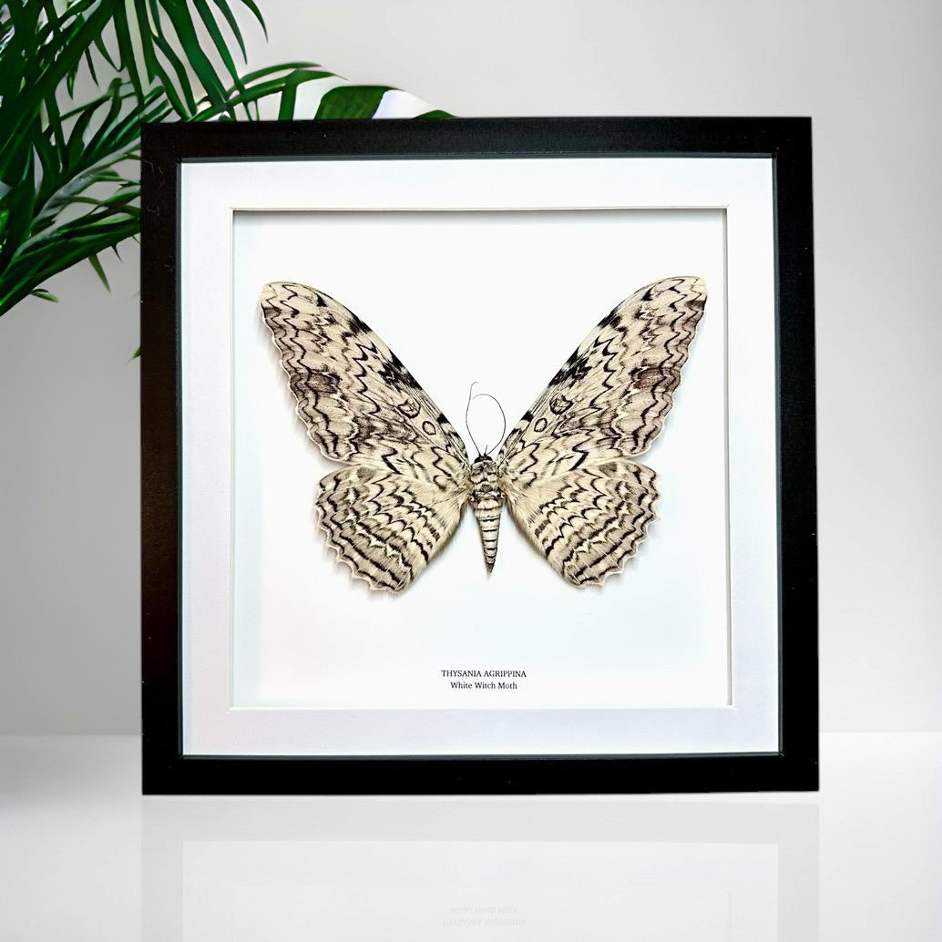 White Witch Moth | Thysania Agrippina | Large Frame • Taxidermy Entomology Home Decor Framed Art