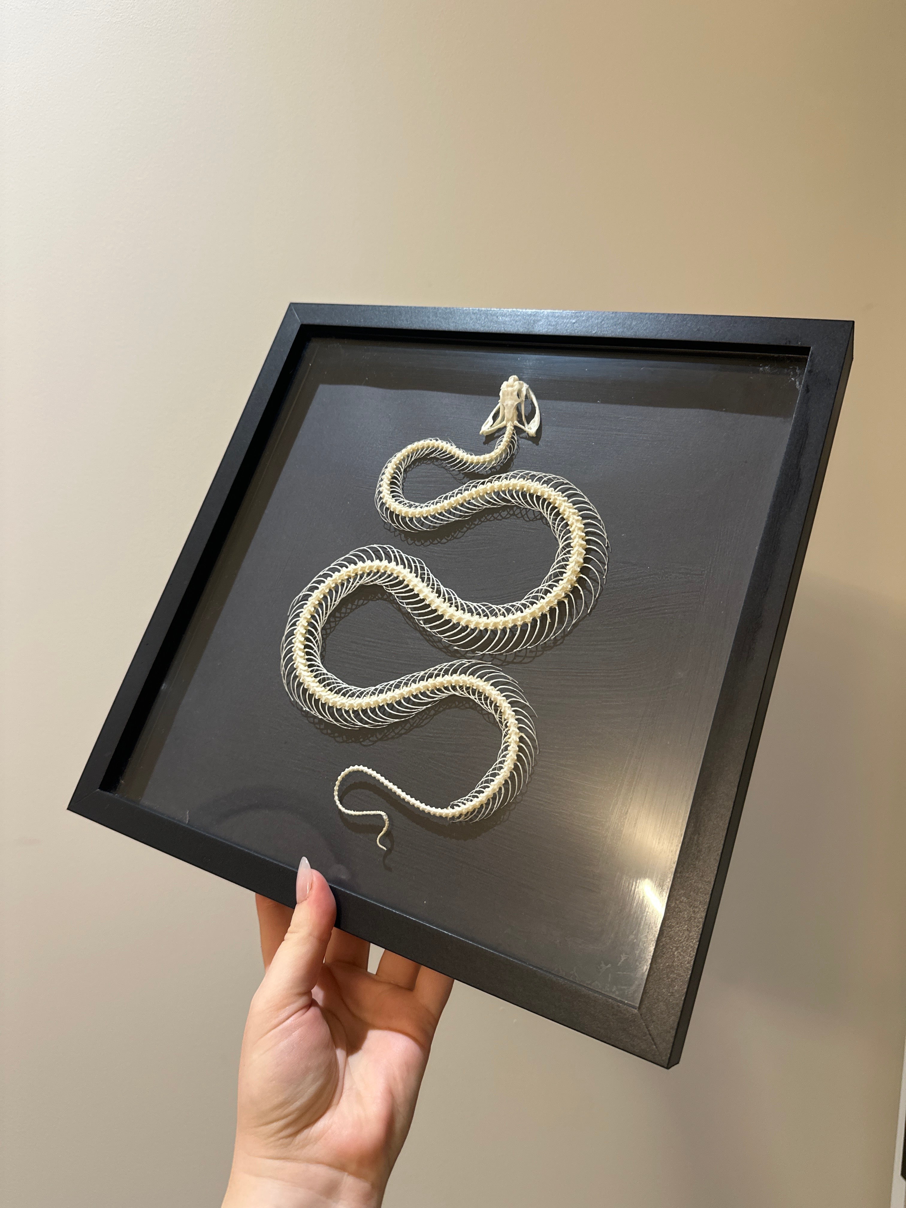 White-lipped Pit Viper Snake | Large Frame • Taxidermy Entomology Home Decor Framed Art