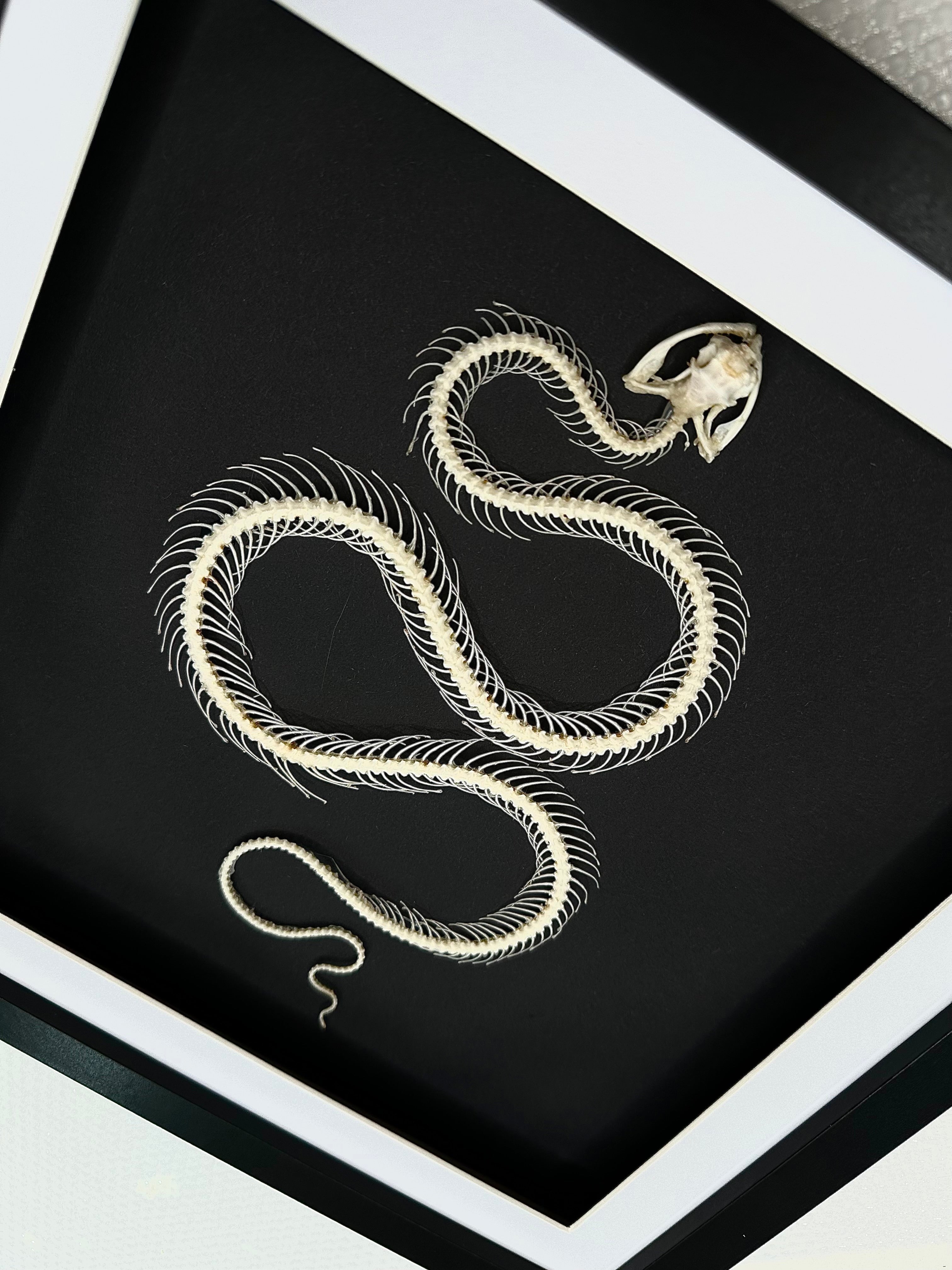 White-lipped Pit Viper Snake | Large Frame • Taxidermy Entomology Home Decor Framed Art