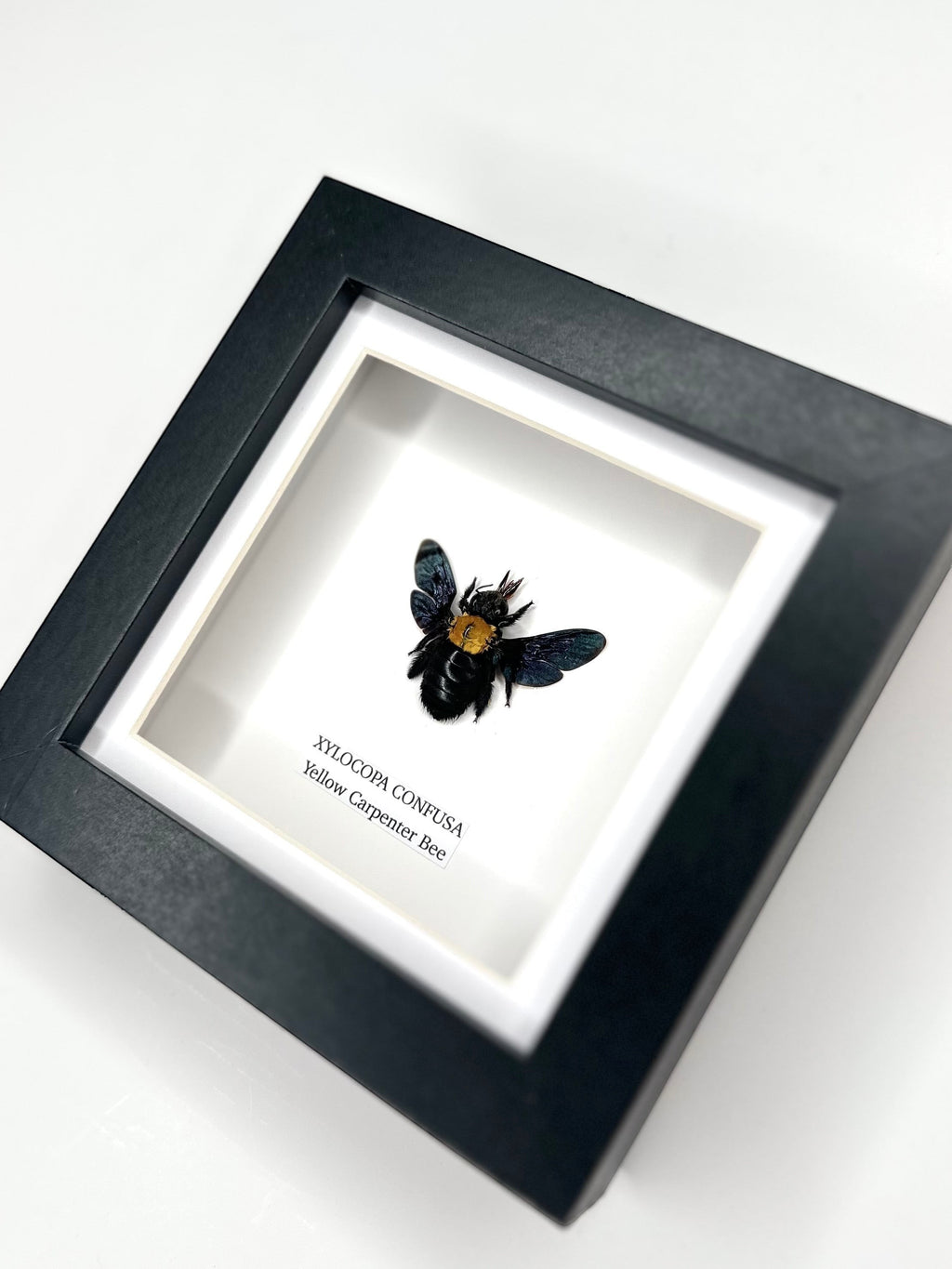 Yellow Carpenter Bee | Xylocopa Confusa | Small deep black Frame - Taxidermy Entomology Home Decor Framed Natural Art hand made by cuteaholic gifts