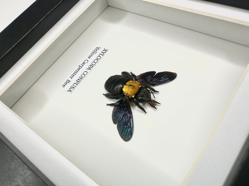Yellow Carpenter Bee | Xylocopa Confusa | Small deep black Frame - Taxidermy Entomology Home Decor Framed Natural Art hand made by cuteaholic gifts