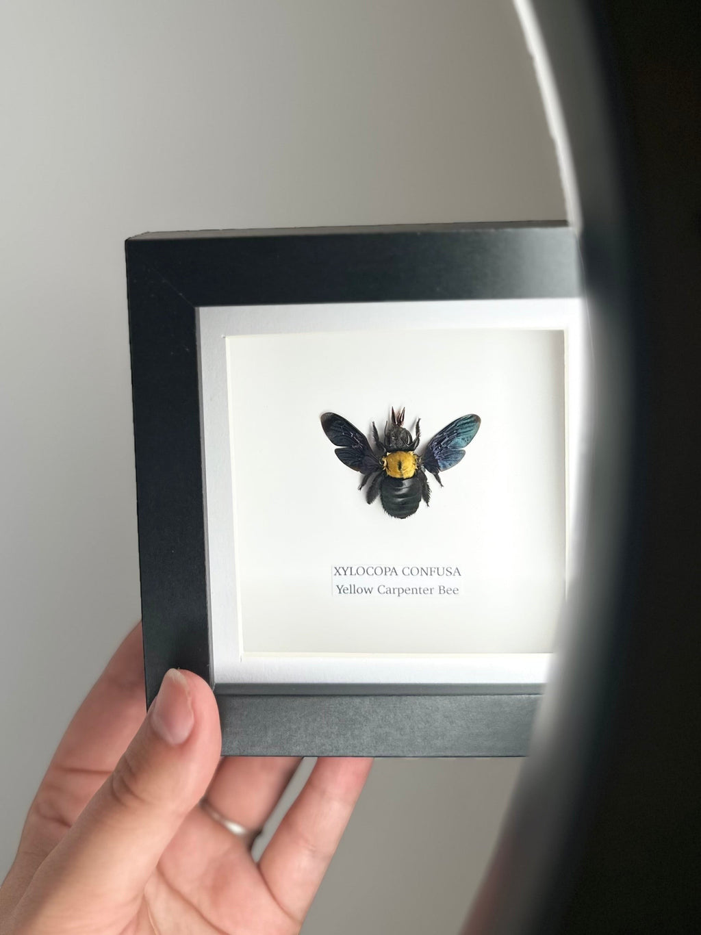 Yellow Carpenter Bee | Xylocopa Confusa | Small deep black Frame - Taxidermy Entomology Home Decor Framed Natural Art hand made by cuteaholic gifts