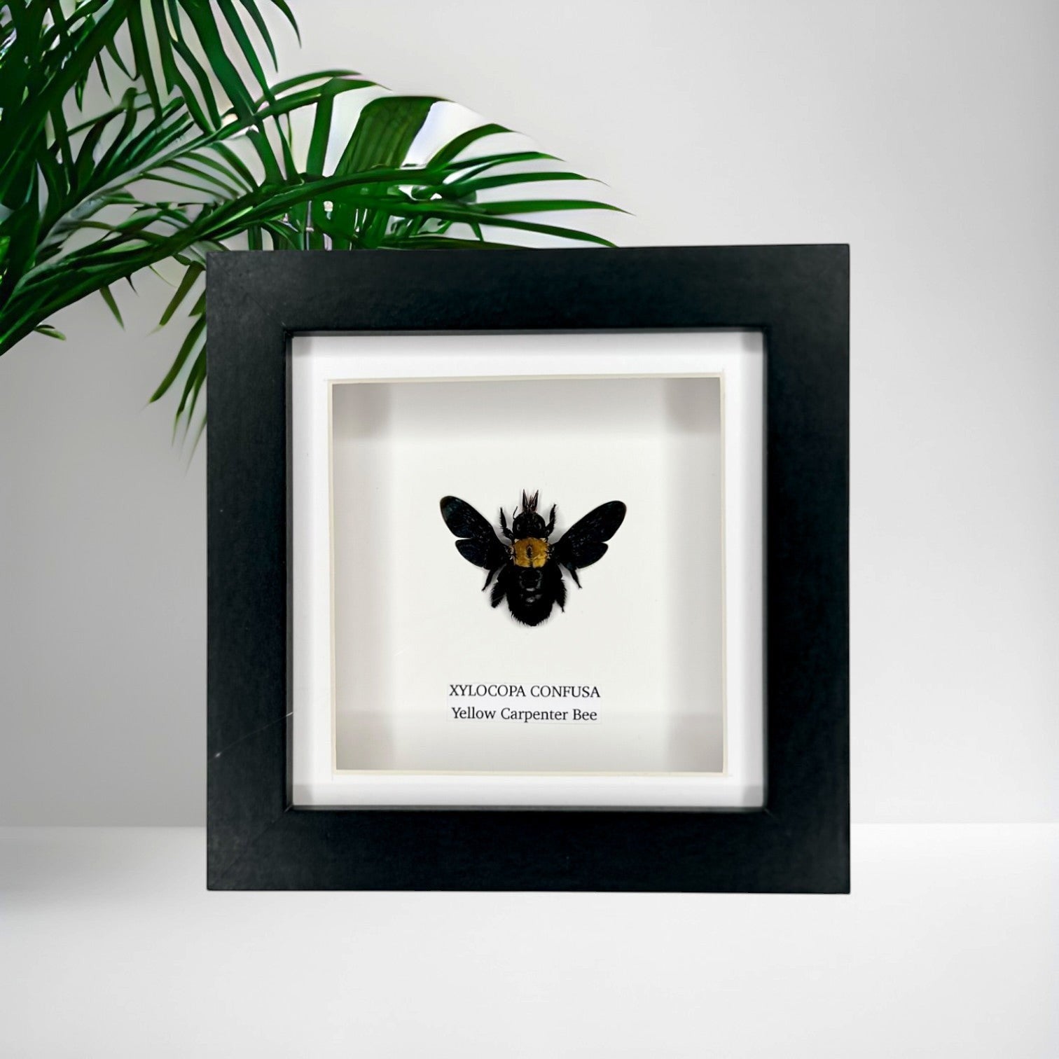 Yellow Carpenter Bee | Xylocopa Confusa | Small deep black Frame - Taxidermy Entomology Home Decor Framed Natural Art hand made by cuteaholic gifts
