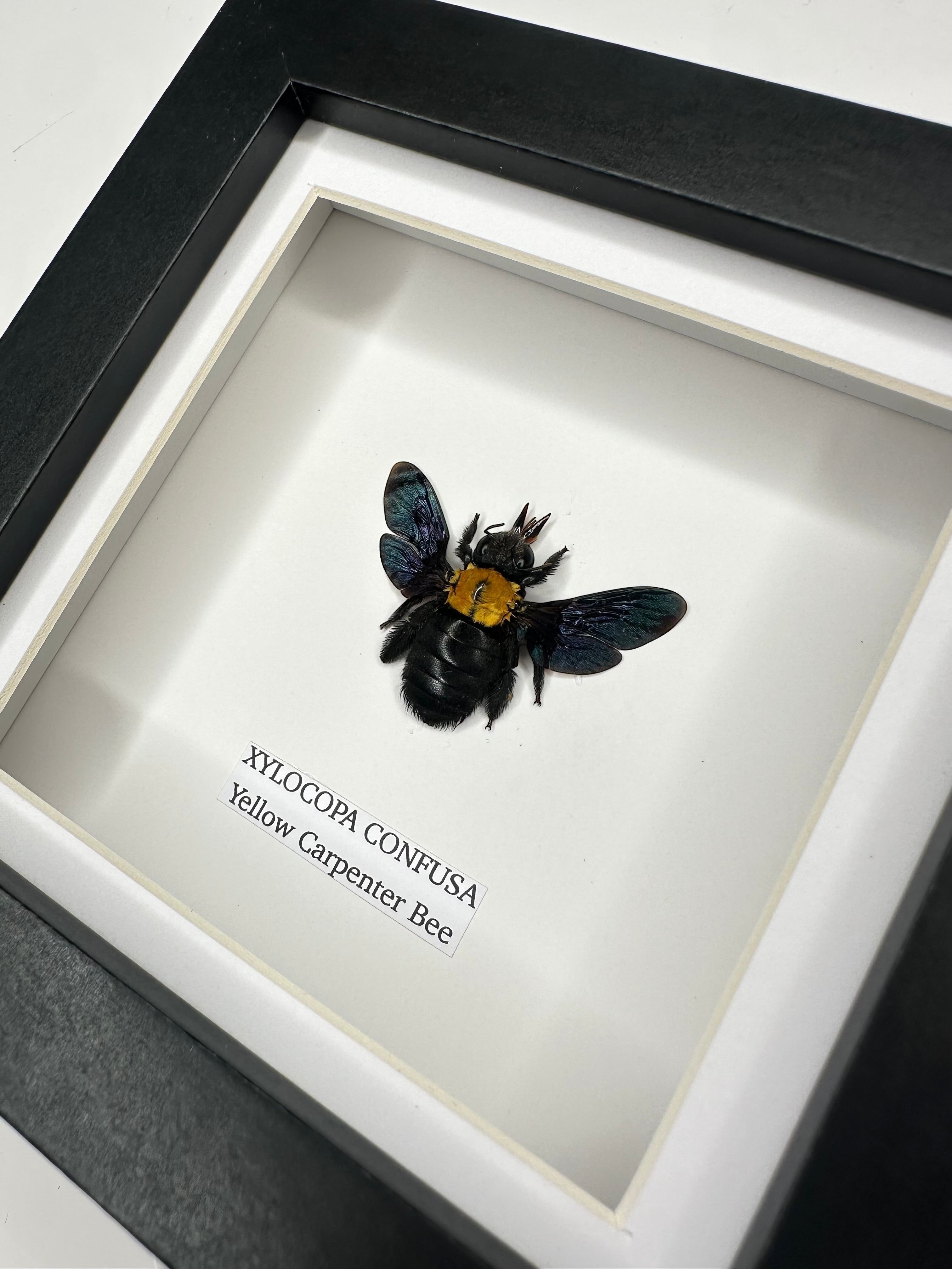 Yellow Carpenter Bee | Xylocopa Confusa | Small deep black Frame - Taxidermy Entomology Home Decor Framed Natural Art hand made by cuteaholic gifts