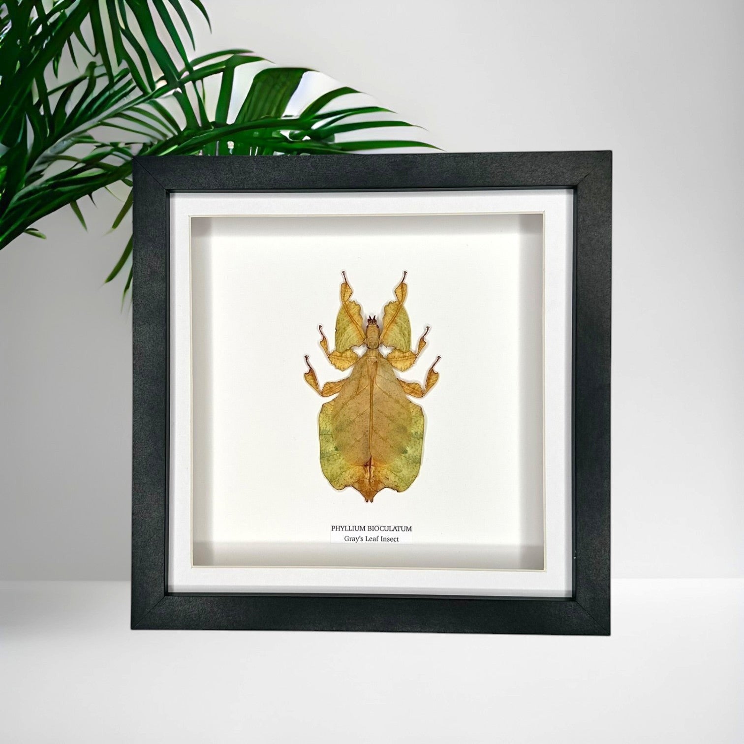 Yellow Gray’s Leaf Insect | Phyllium Bioculatum | Medium black deep Frame - Taxidermy Entomology Home Decor Framed Natural Art hand made by cuteaholic gifts