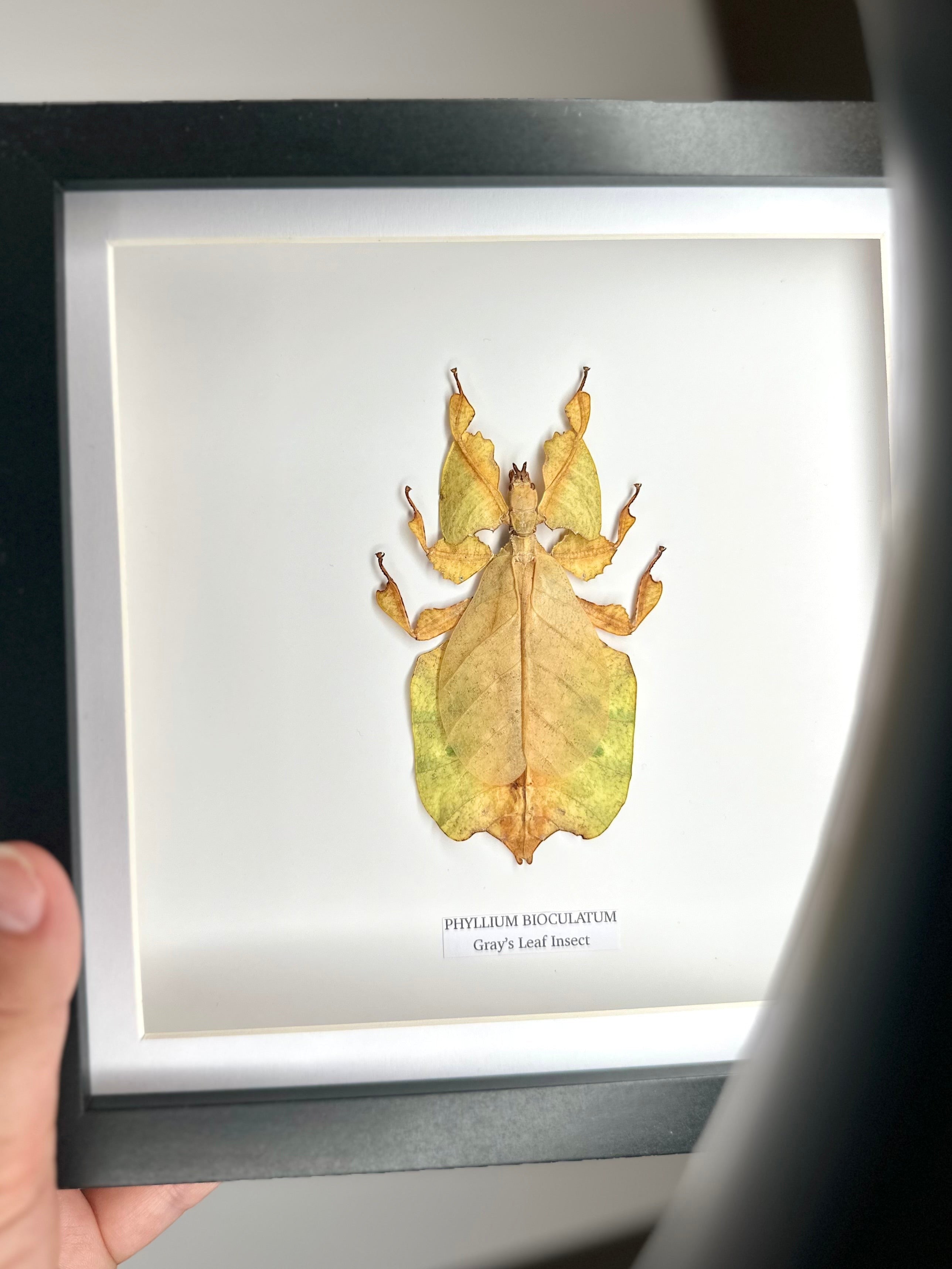 Yellow Gray’s Leaf Insect | Phyllium Bioculatum | Medium black deep Frame - Taxidermy Entomology Home Decor Framed Natural Art hand made by cuteaholic gifts