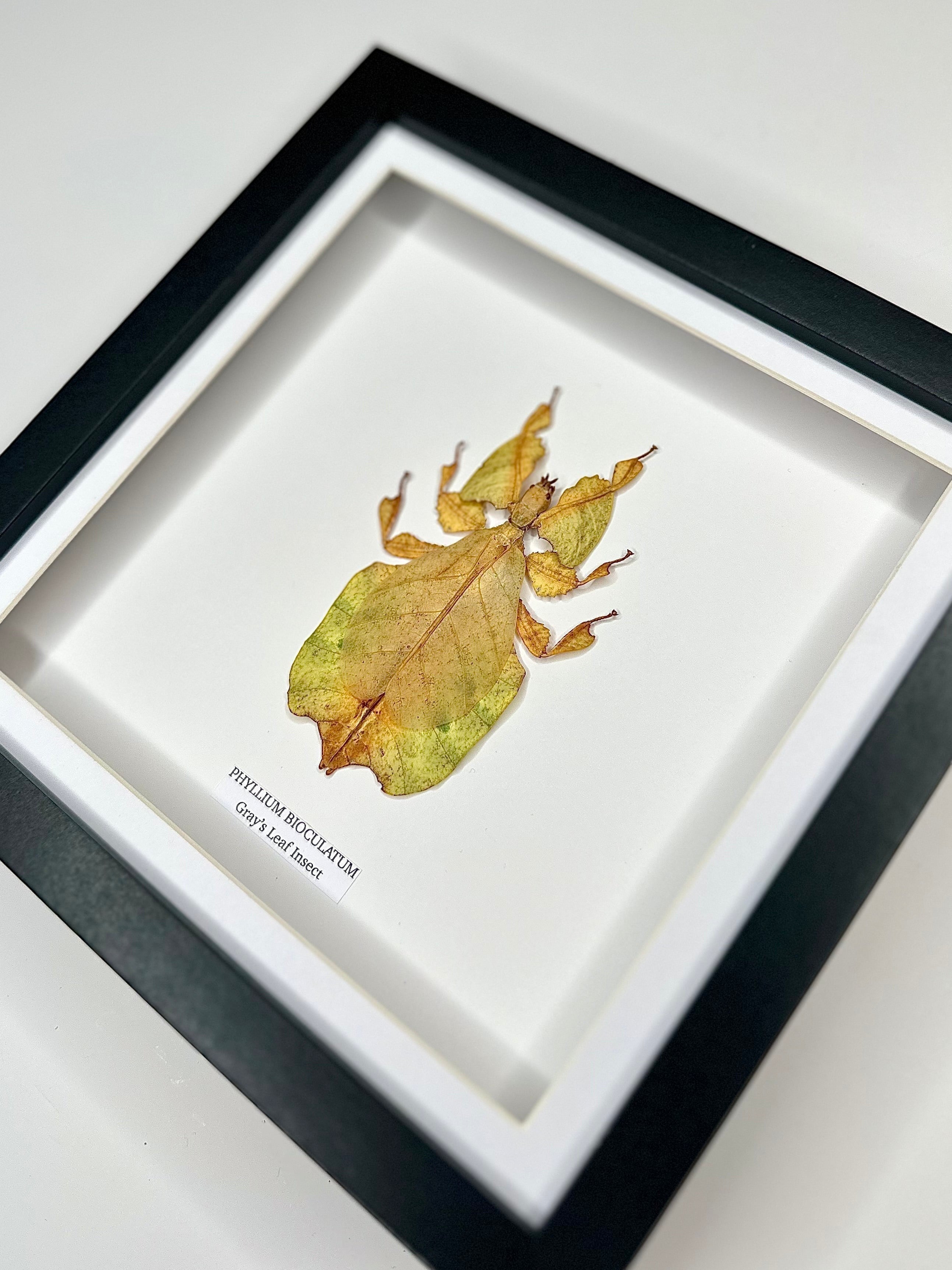 Yellow Gray’s Leaf Insect | Phyllium Bioculatum | Medium black deep Frame - Taxidermy Entomology Home Decor Framed Natural Art hand made by cuteaholic gifts