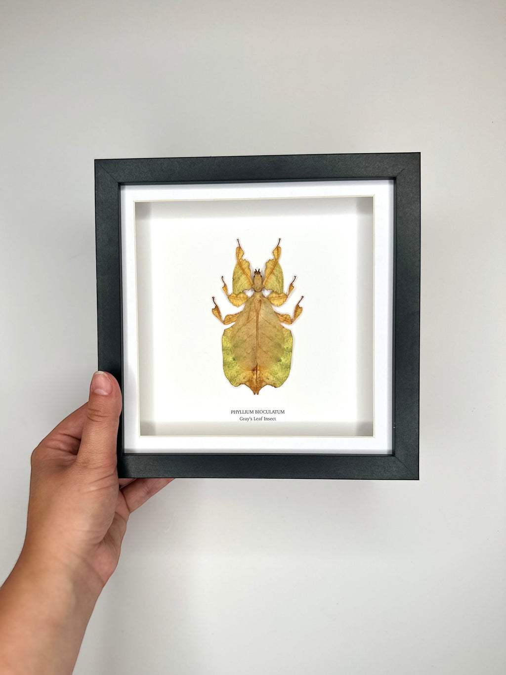Yellow Gray’s Leaf Insect | Phyllium Bioculatum | Medium black deep Frame - Taxidermy Entomology Home Decor Framed Natural Art hand made by cuteaholic gifts