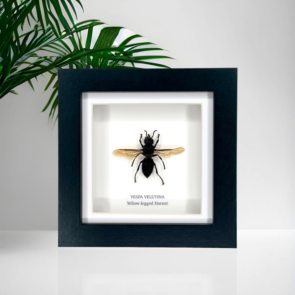 Yellow-legged Hornet | Vespa Velutina | Small black deep Frame - Taxidermy Entomology Home Decor Framed Natural Art handmade by cuteaholic gifts