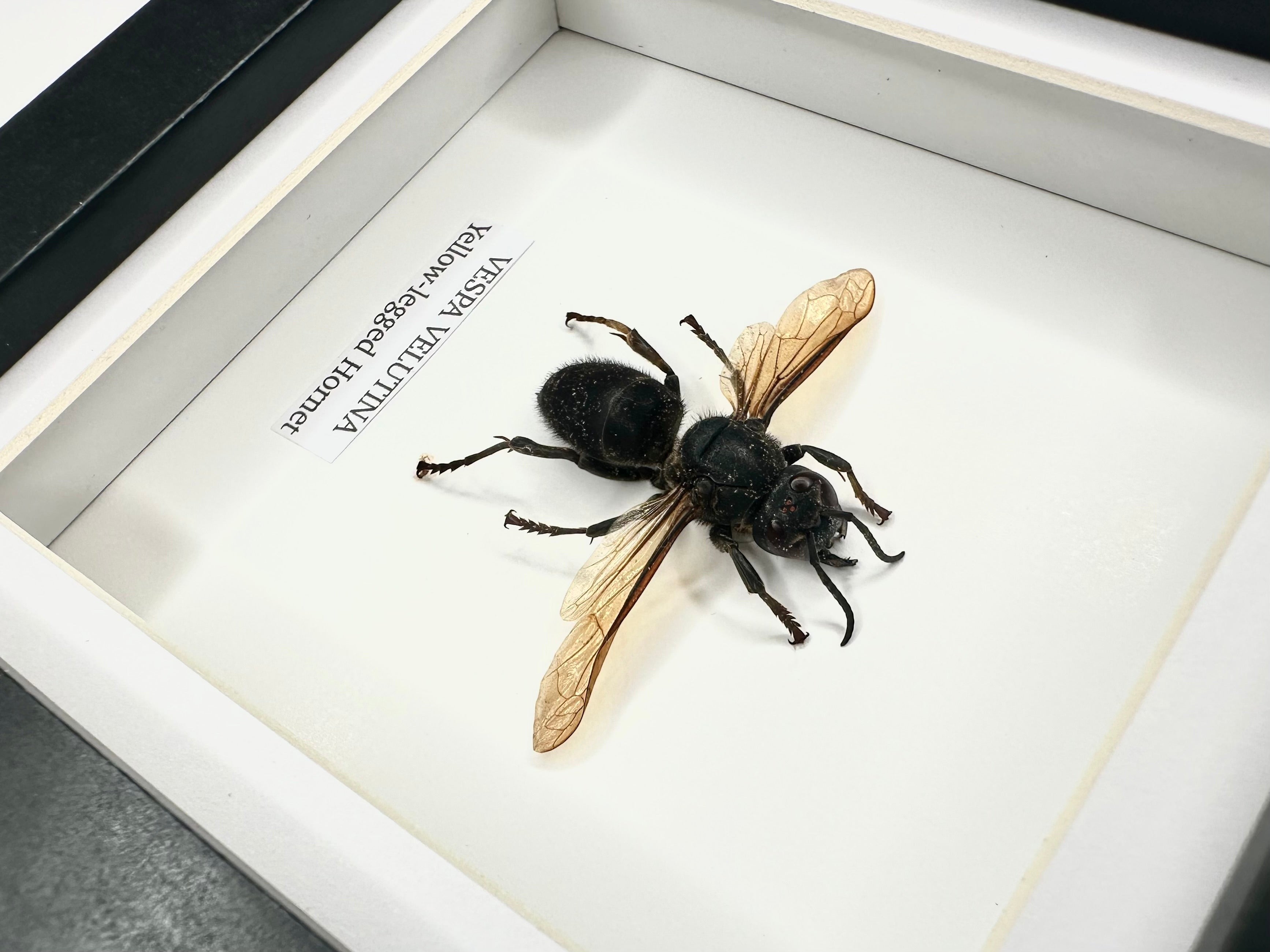 Yellow-legged Hornet | Vespa Velutina | Small black deep Frame - Taxidermy Entomology Home Decor Framed Natural Art handmade by cuteaholic gifts