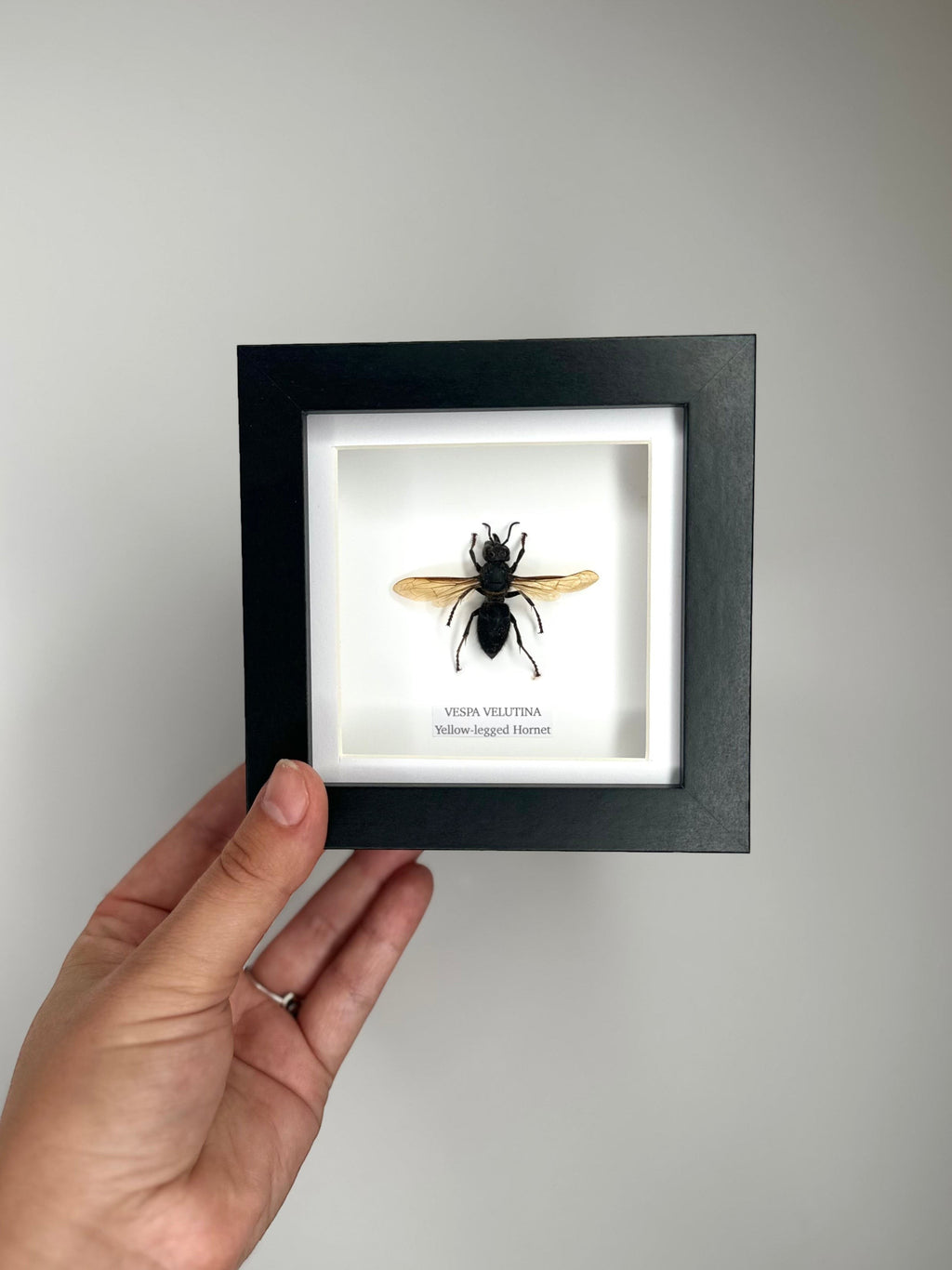 Yellow-legged Hornet | Vespa Velutina | Small black deep Frame - Taxidermy Entomology Home Decor Framed Natural Art handmade by cuteaholic gifts