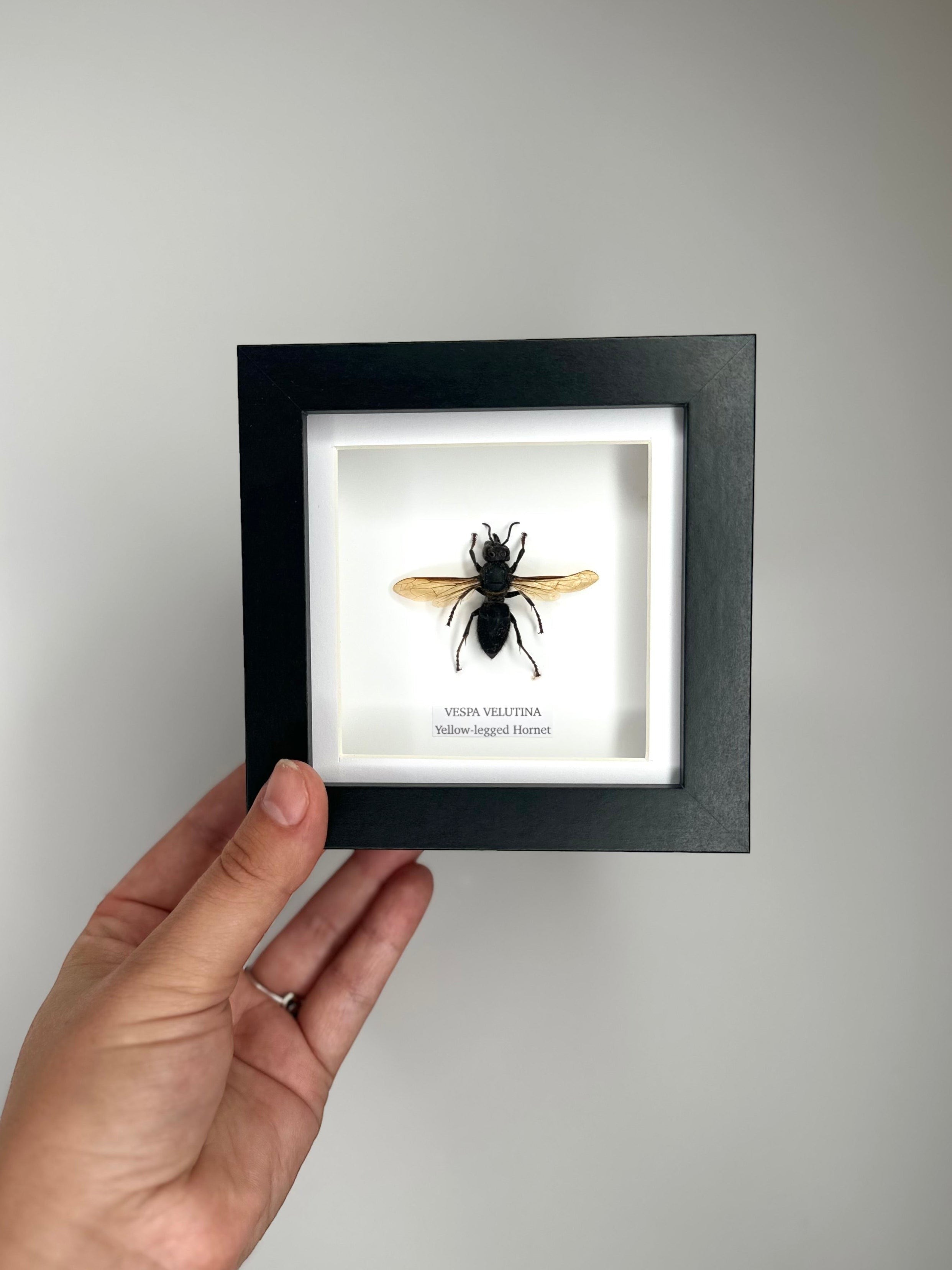 Yellow-legged Hornet | Vespa Velutina | Small black deep Frame - Taxidermy Entomology Home Decor Framed Natural Art handmade by cuteaholic gifts