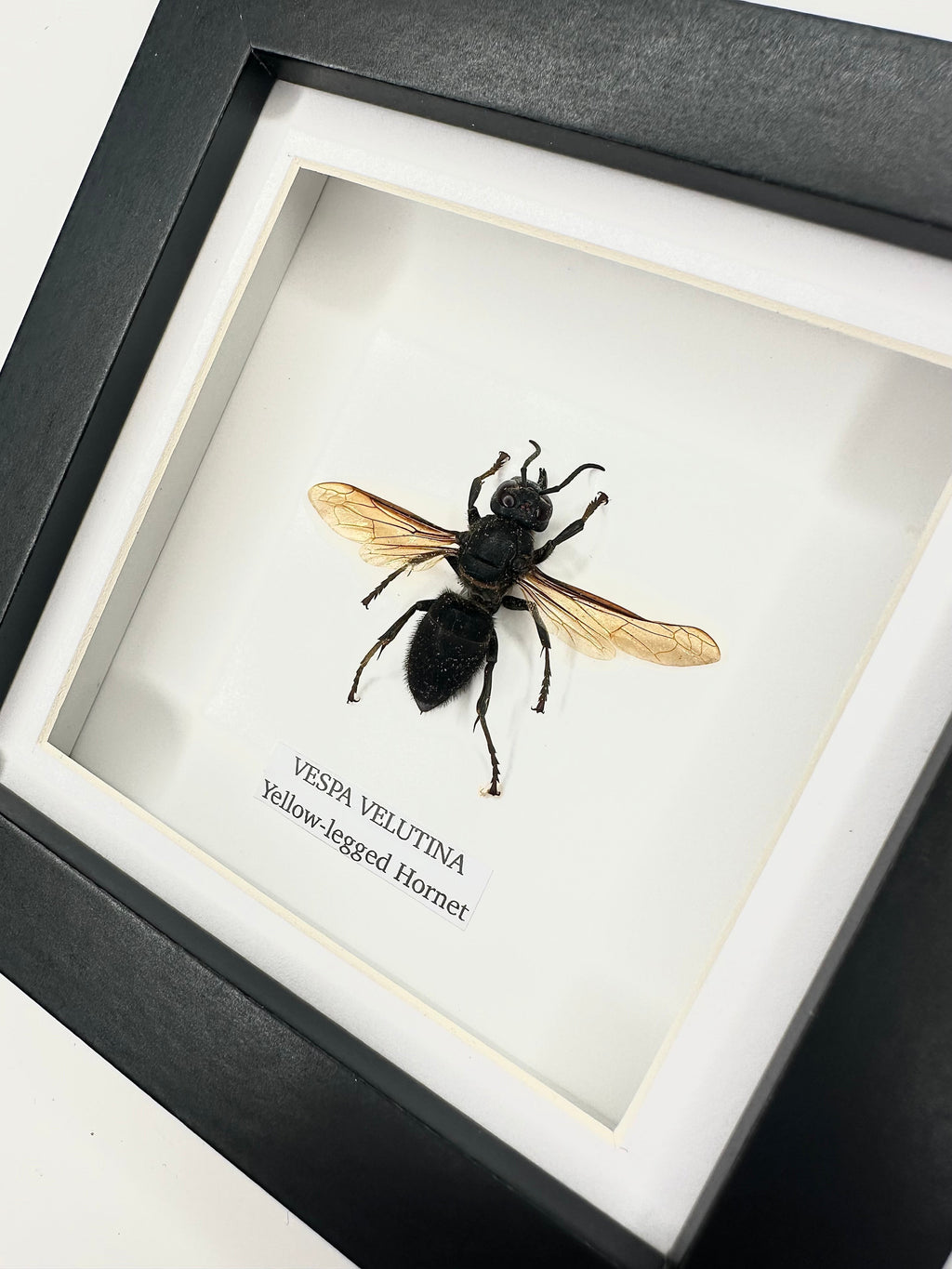 Yellow-legged Hornet | Vespa Velutina | Small black deep Frame - Taxidermy Entomology Home Decor Framed Natural Art handmade by cuteaholic gifts