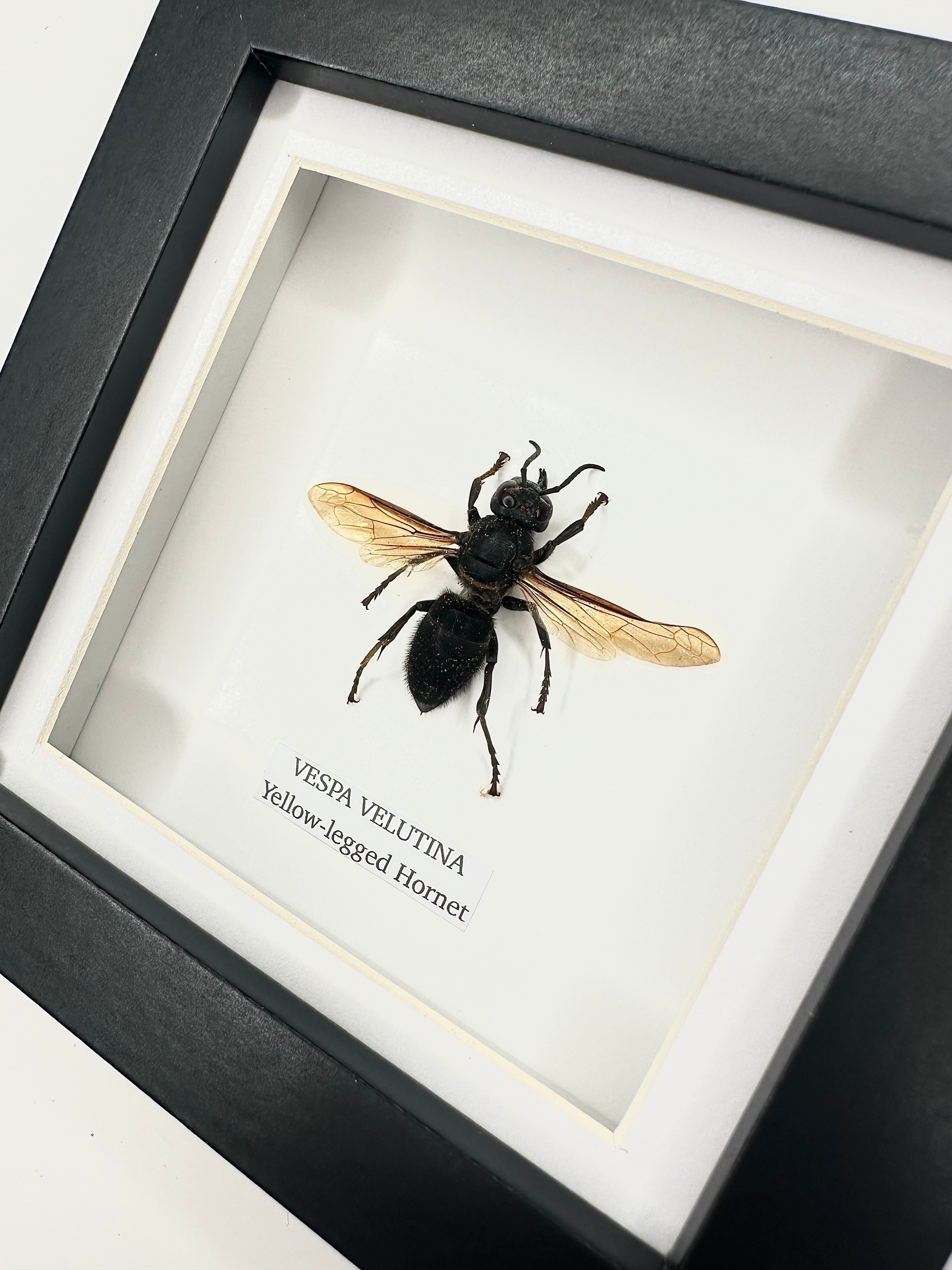 Yellow-legged Hornet | Vespa Velutina | Small black deep Frame - Taxidermy Entomology Home Decor Framed Natural Art handmade by cuteaholic gifts