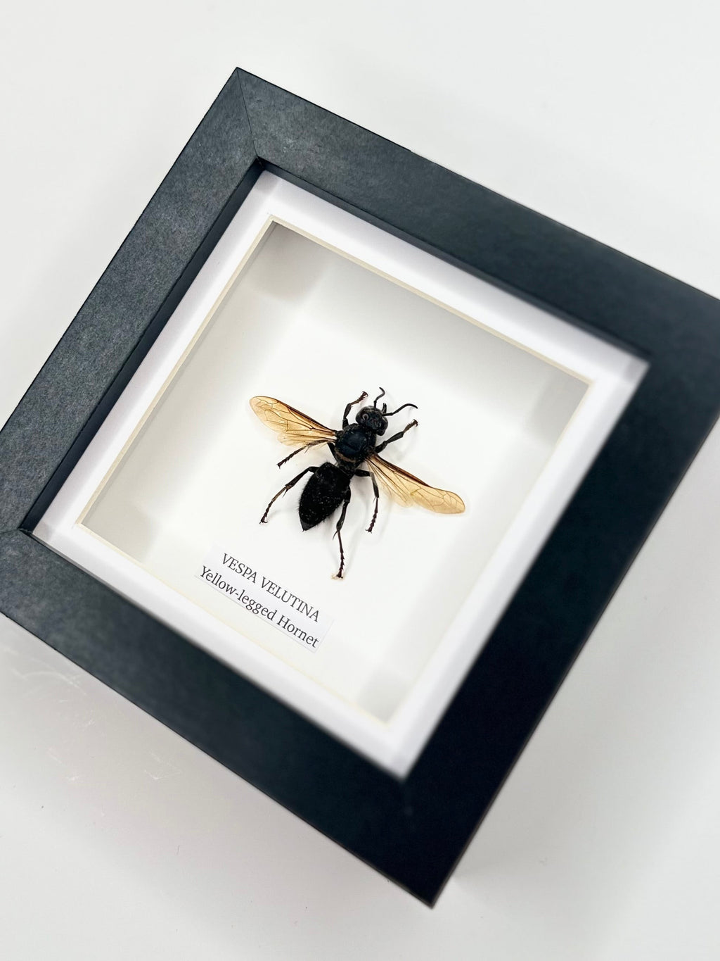 Yellow-legged Hornet | Vespa Velutina | Small black deep Frame - Taxidermy Entomology Home Decor Framed Natural Art handmade by cuteaholic gifts