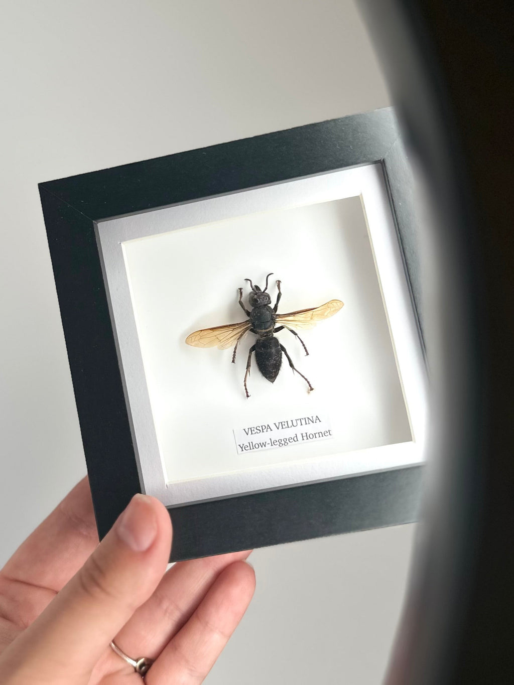 Yellow-legged Hornet | Vespa Velutina | Small black deep Frame - Taxidermy Entomology Home Decor Framed Natural Art handmade by cuteaholic gifts