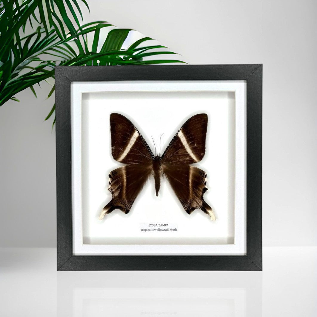 Zampa Swallowtail Moth | Lyssa Zapa | Medium Frame • Taxidermy Entomology Home Decor Framed Art