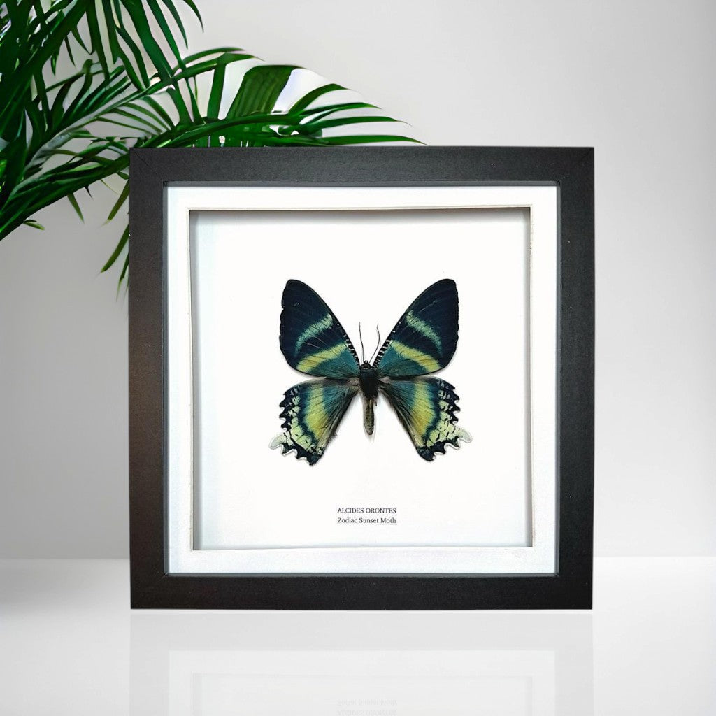 Zodiac Sunset Moth Front | Alcides Orontes | Medium Frame • Taxidermy Entomology Home Decor Framed Art
