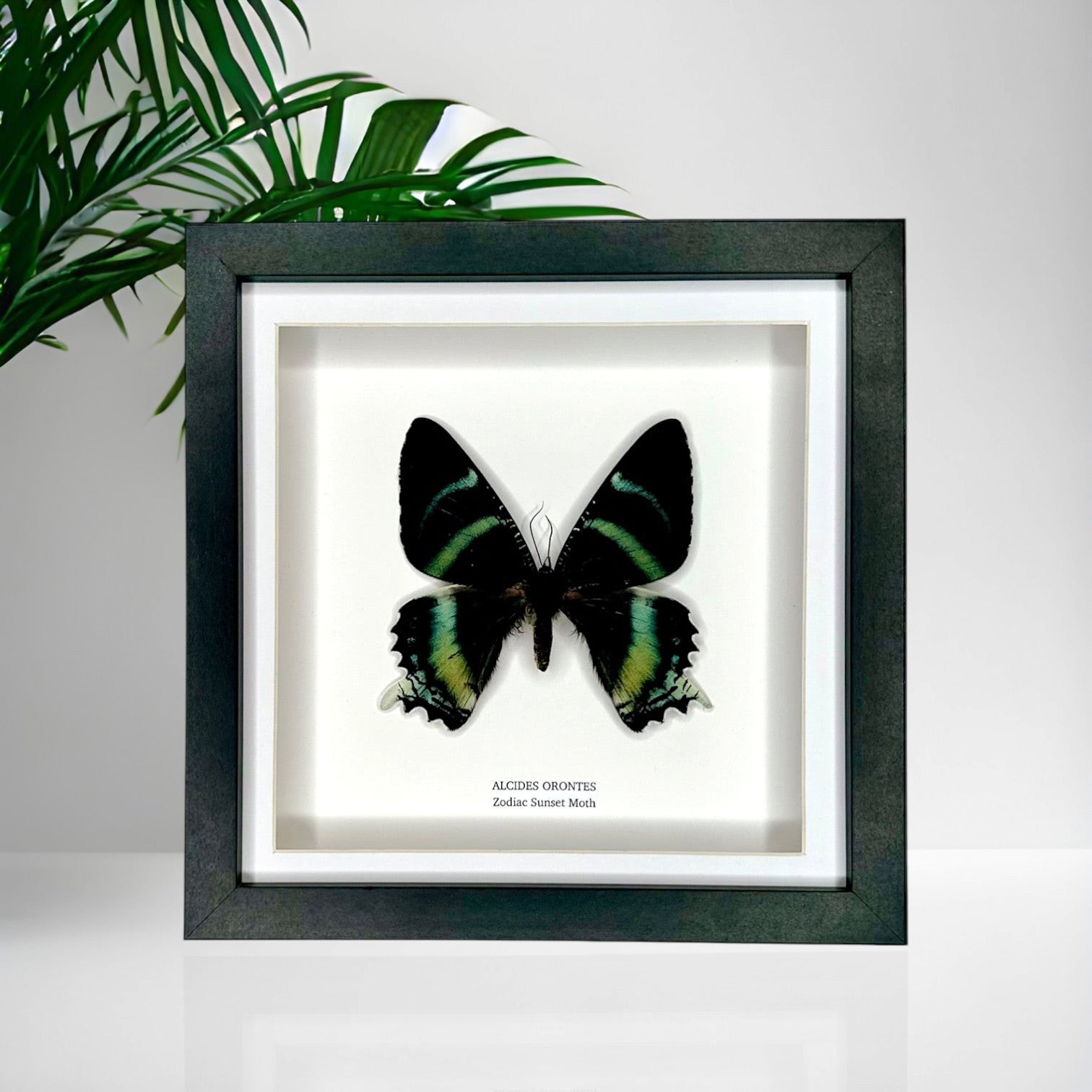Zodiac Sunset Moth Front | Alcides Orontes | Medium deep black shadow Frame - Taxidermy Entomology Home Decor Framed Natural Art handmade by cuteaholic gifts