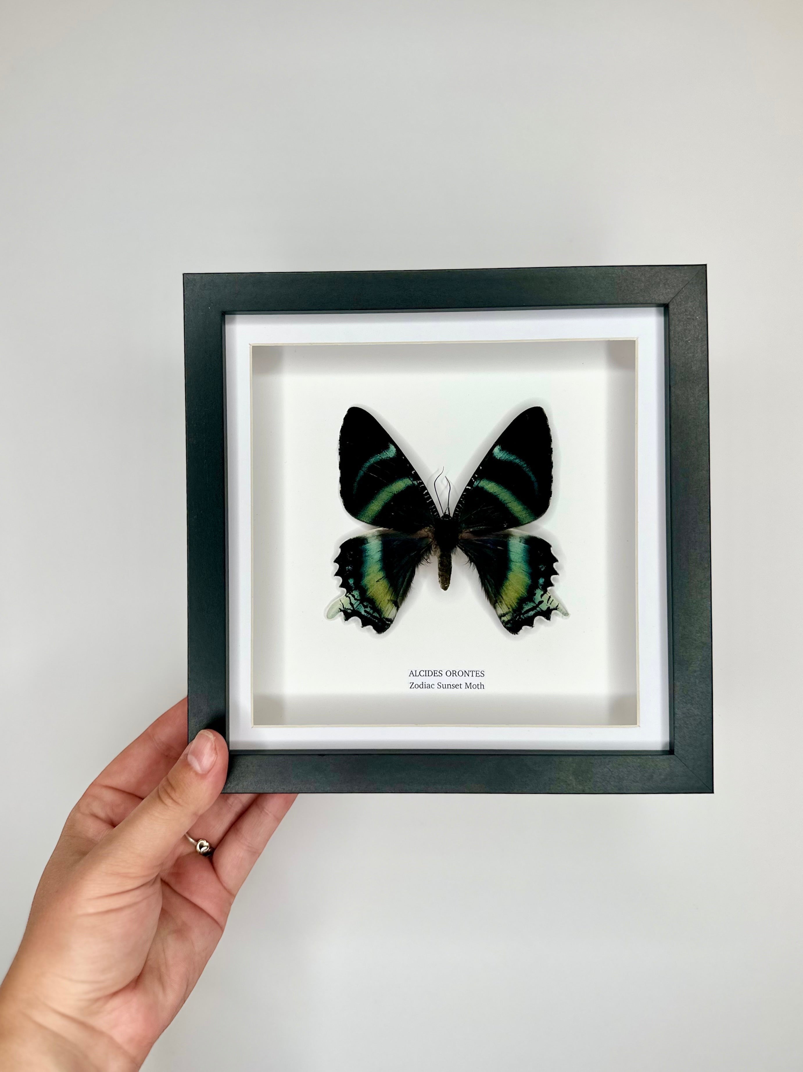 Zodiac Sunset Moth Front | Alcides Orontes | Medium deep black shadow Frame - Taxidermy Entomology Home Decor Framed Natural Art handmade by cuteaholic gifts